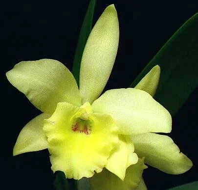 A yellow orchid flower with green leaves against a dark background.