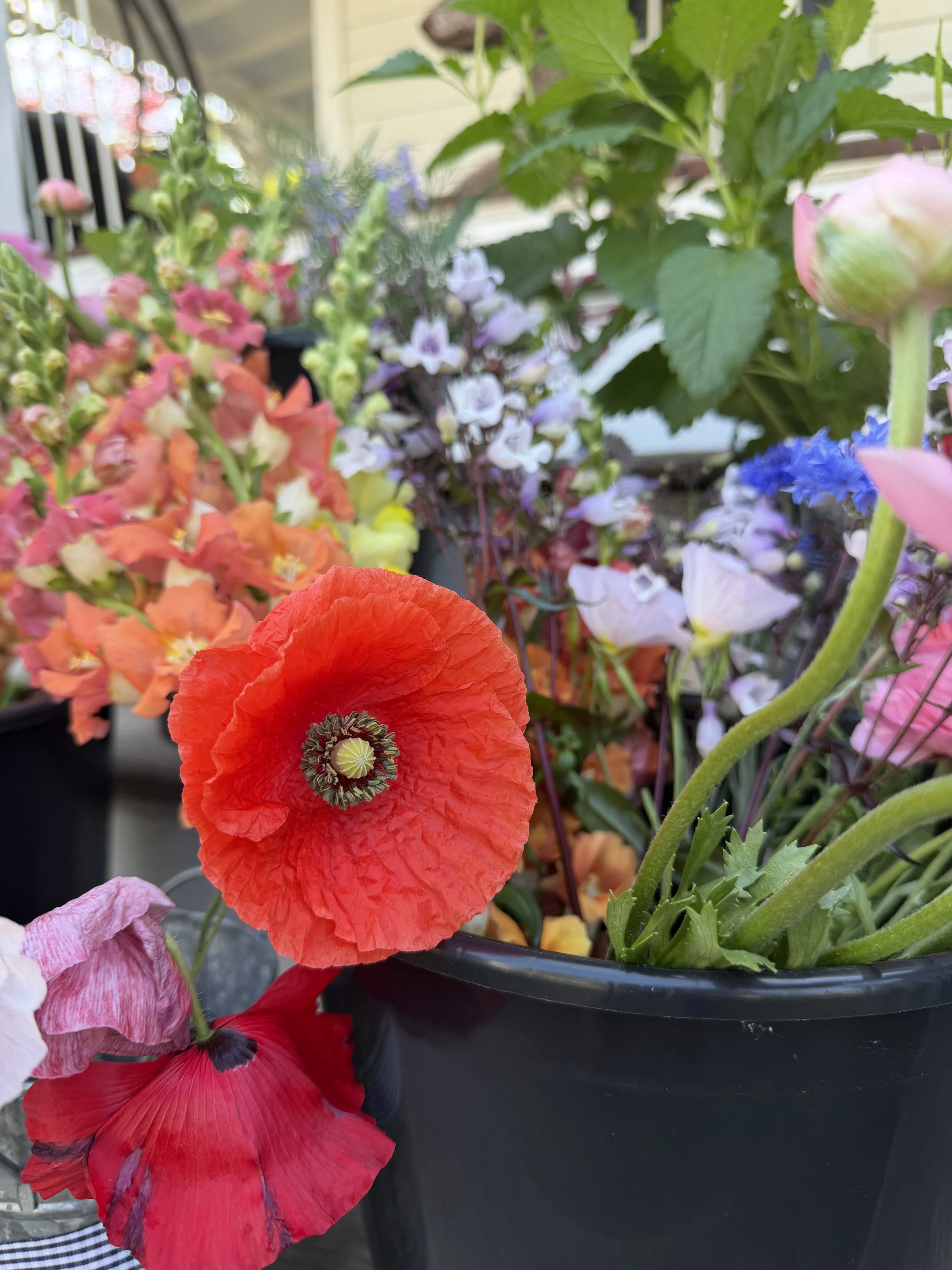 Close-up of a red poppy flower with black and yellow center, surrounded by various colorful flowers including pink, purple, blue, and orange blooms, in a black pot outdoors.