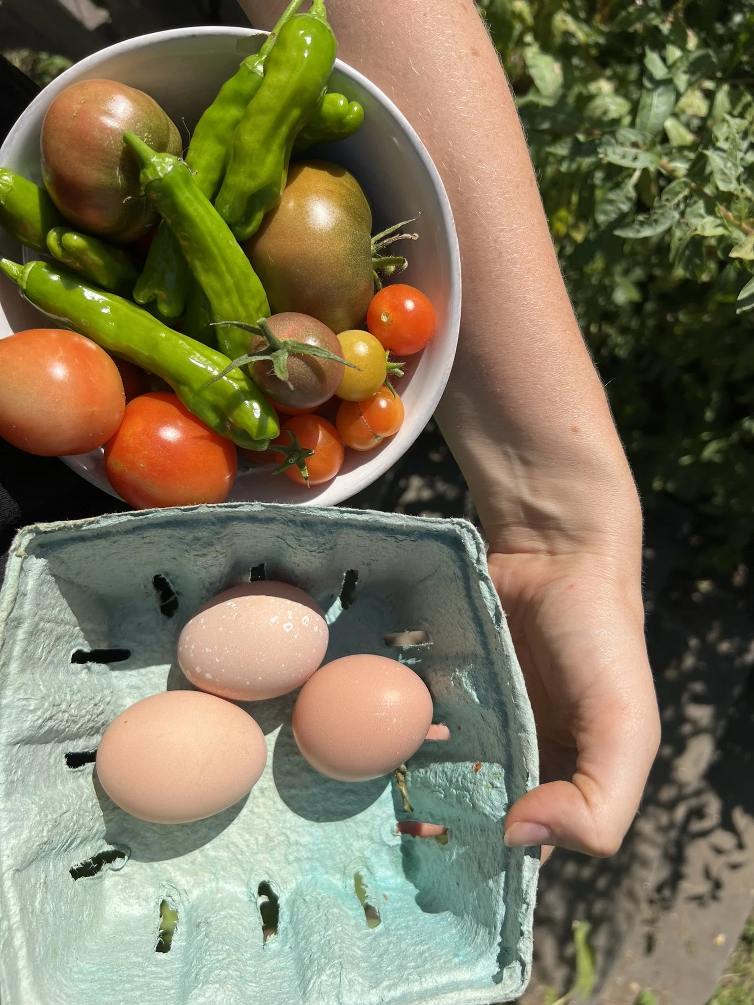 Half dozen brown eggs