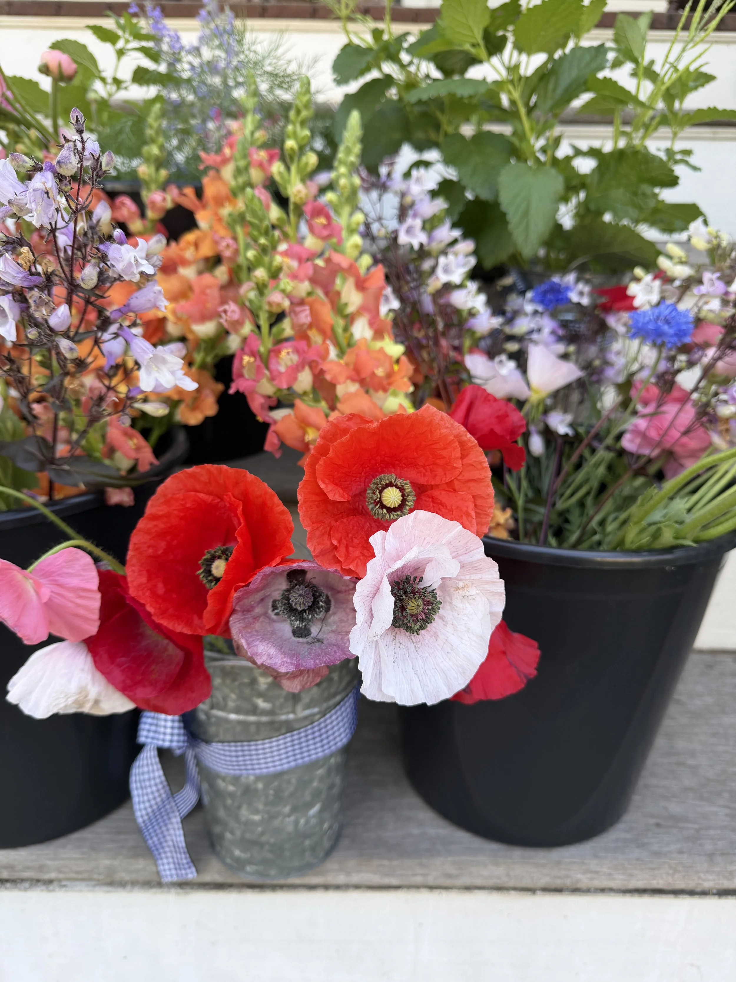 Group of potted flowers including red poppies, small purple, blue, white, pink, and orange flowers on a wooden surface.