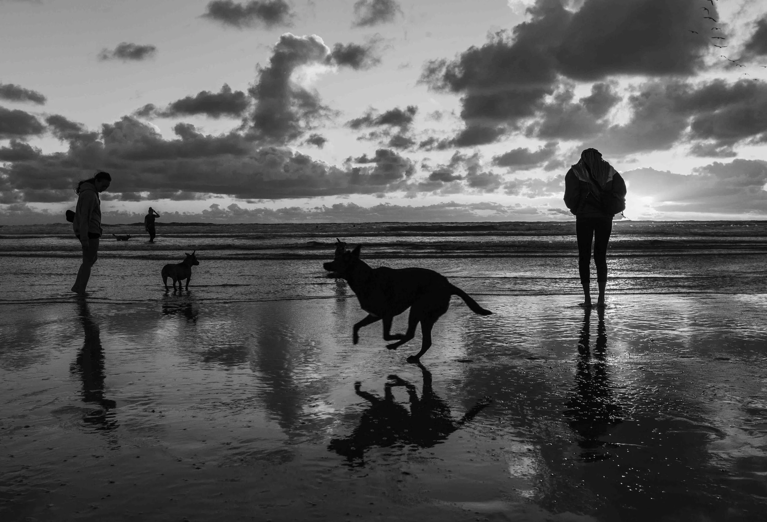 DogBeach-9886.JPG