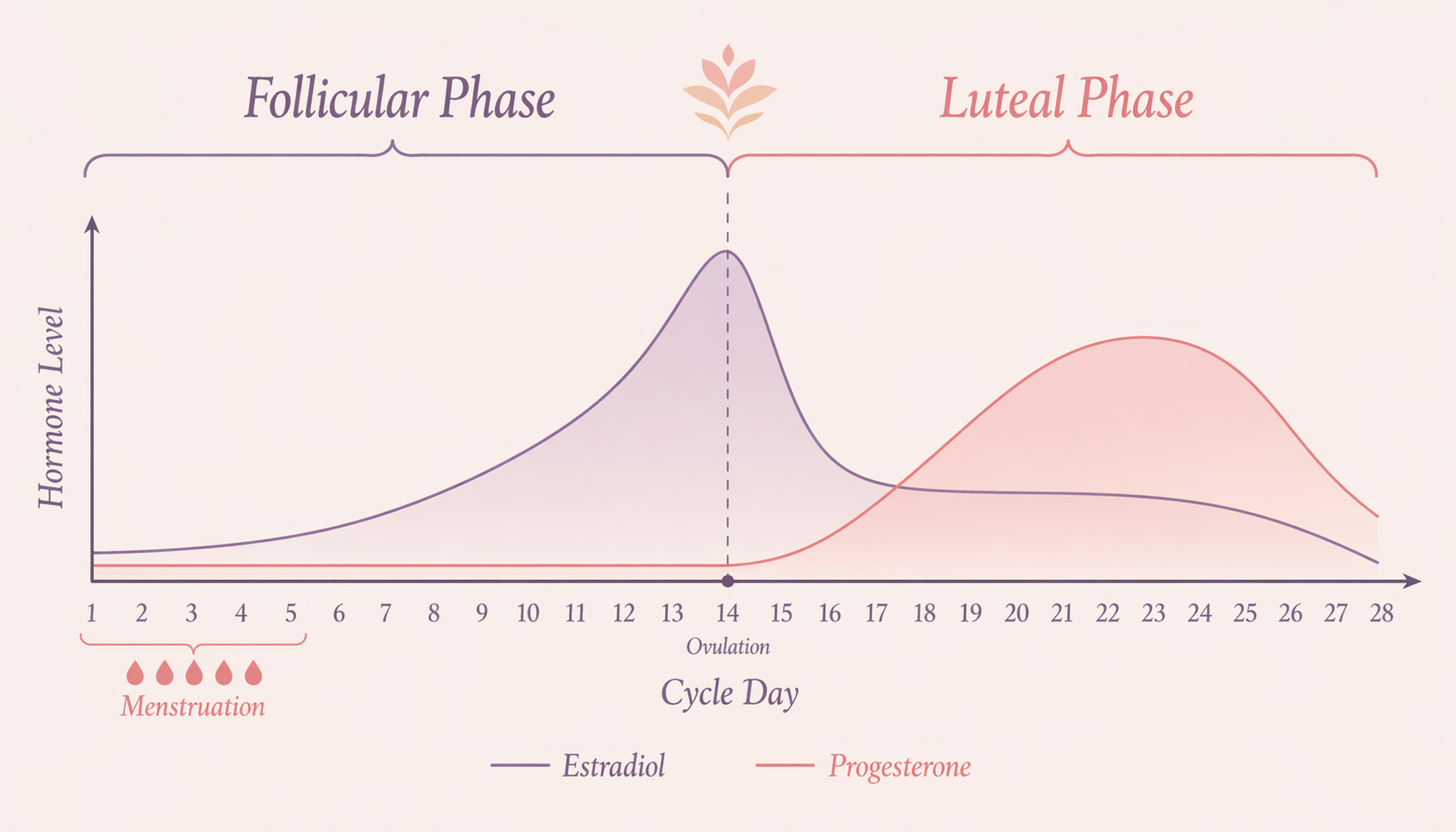 Menstrual Cycle Awareness Guide