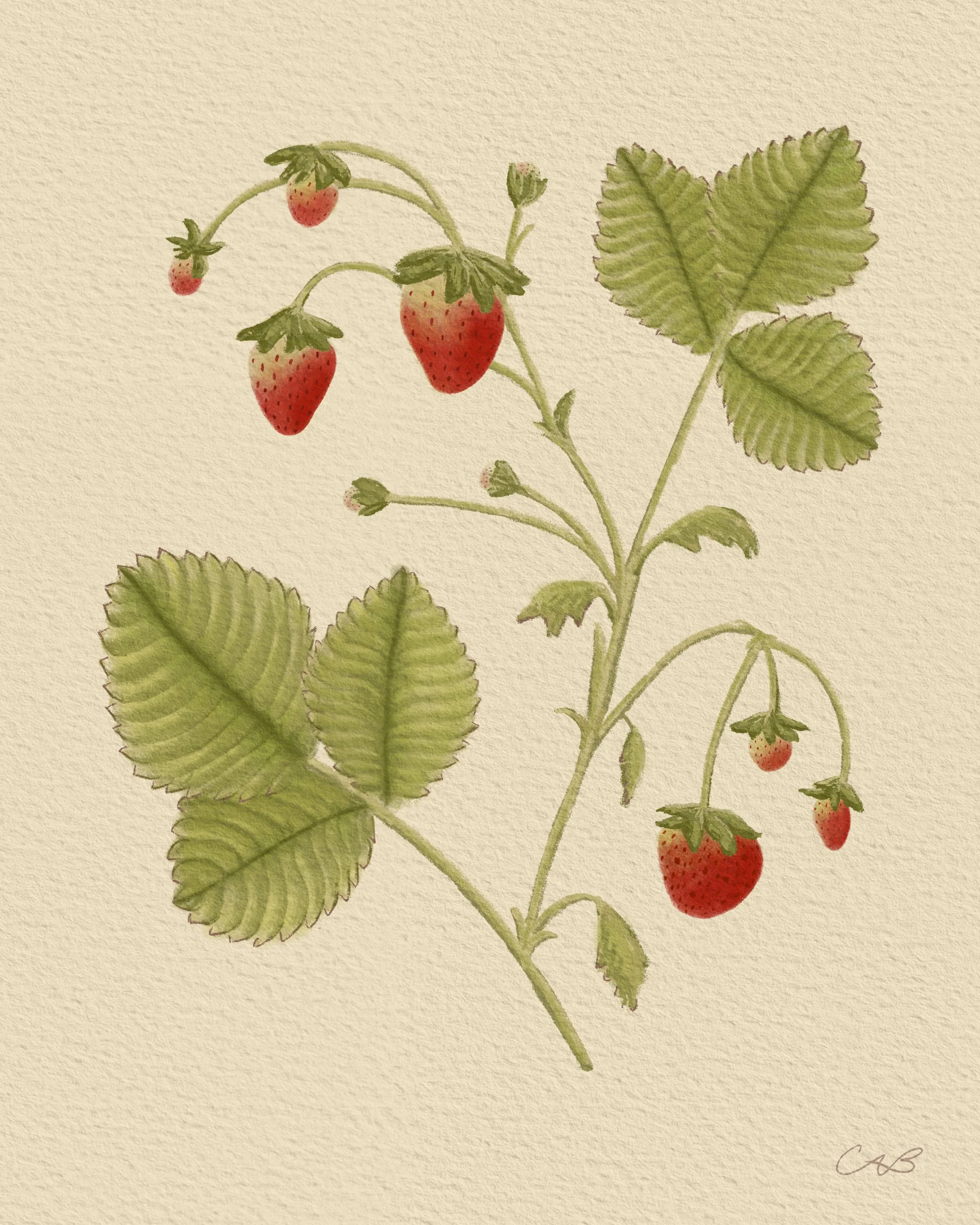 Strawberry Print