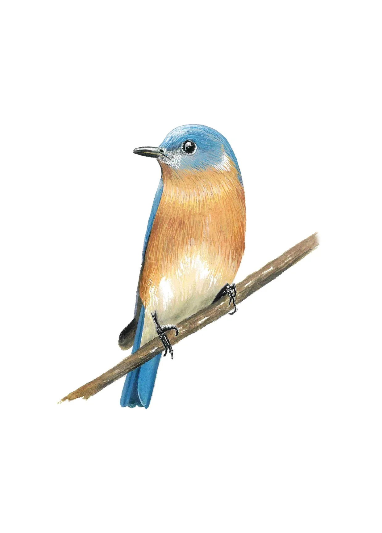 Bluebird Card.jpg