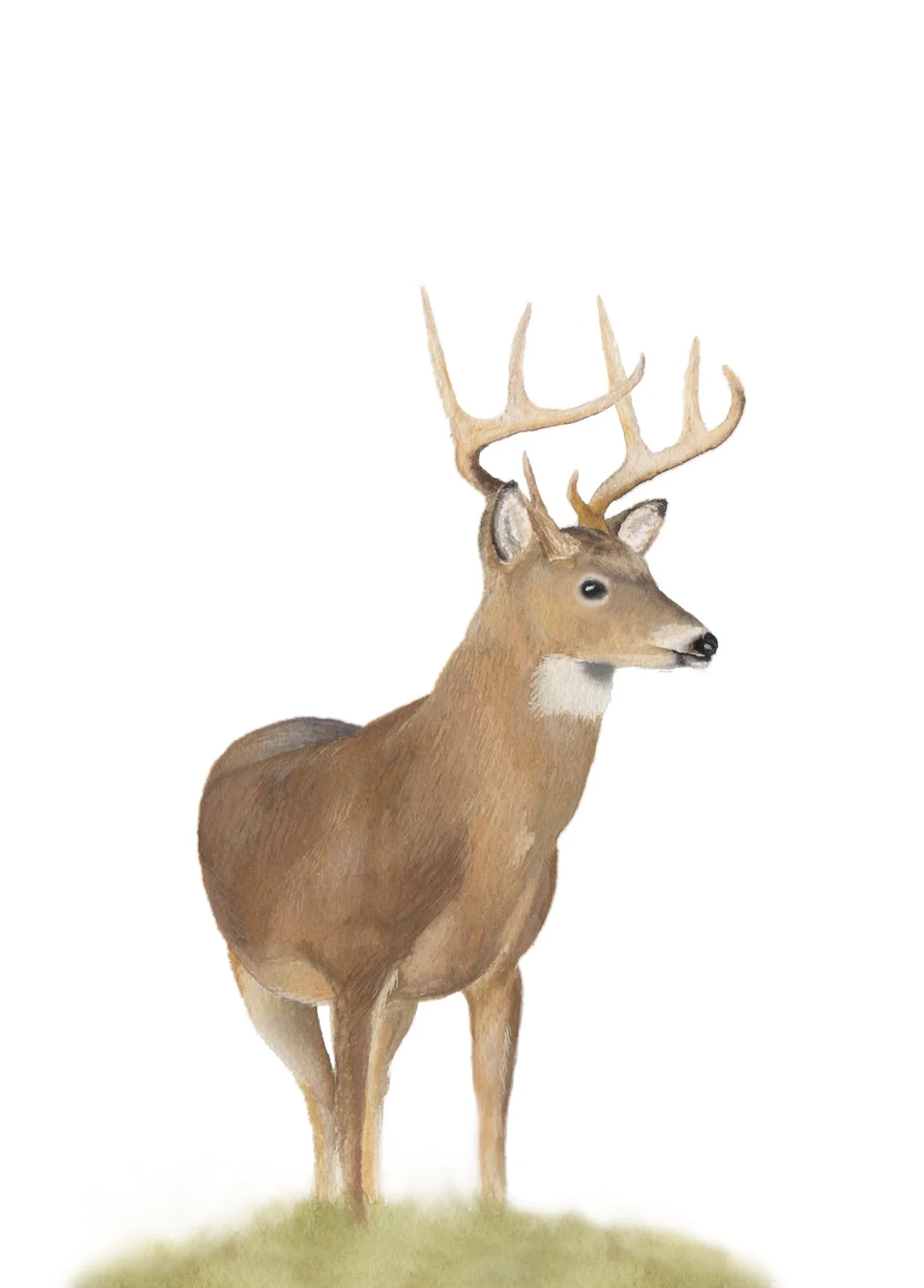 Deer Card.jpg
