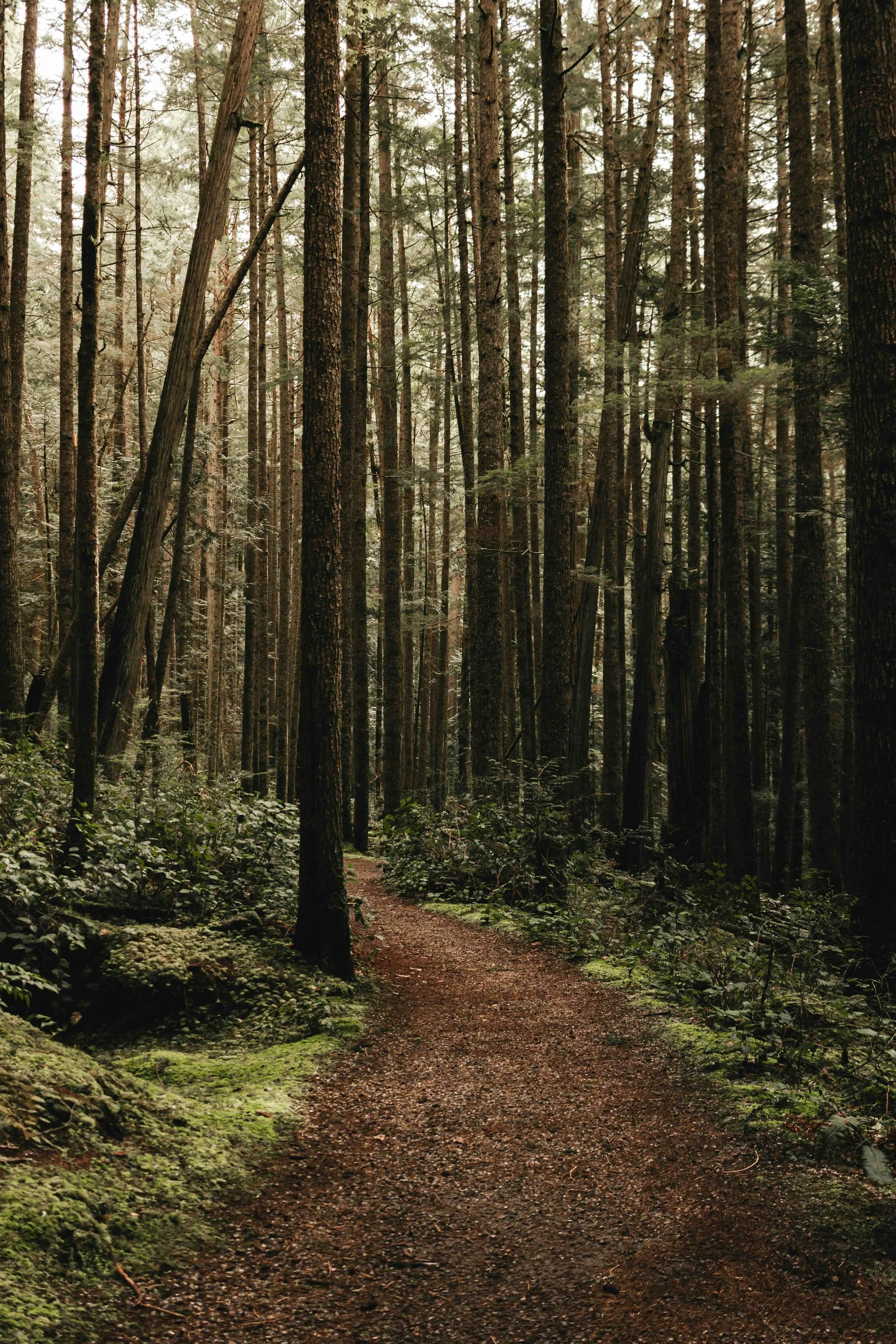A dirt path running through a dense forest with tall trees and green foliage.