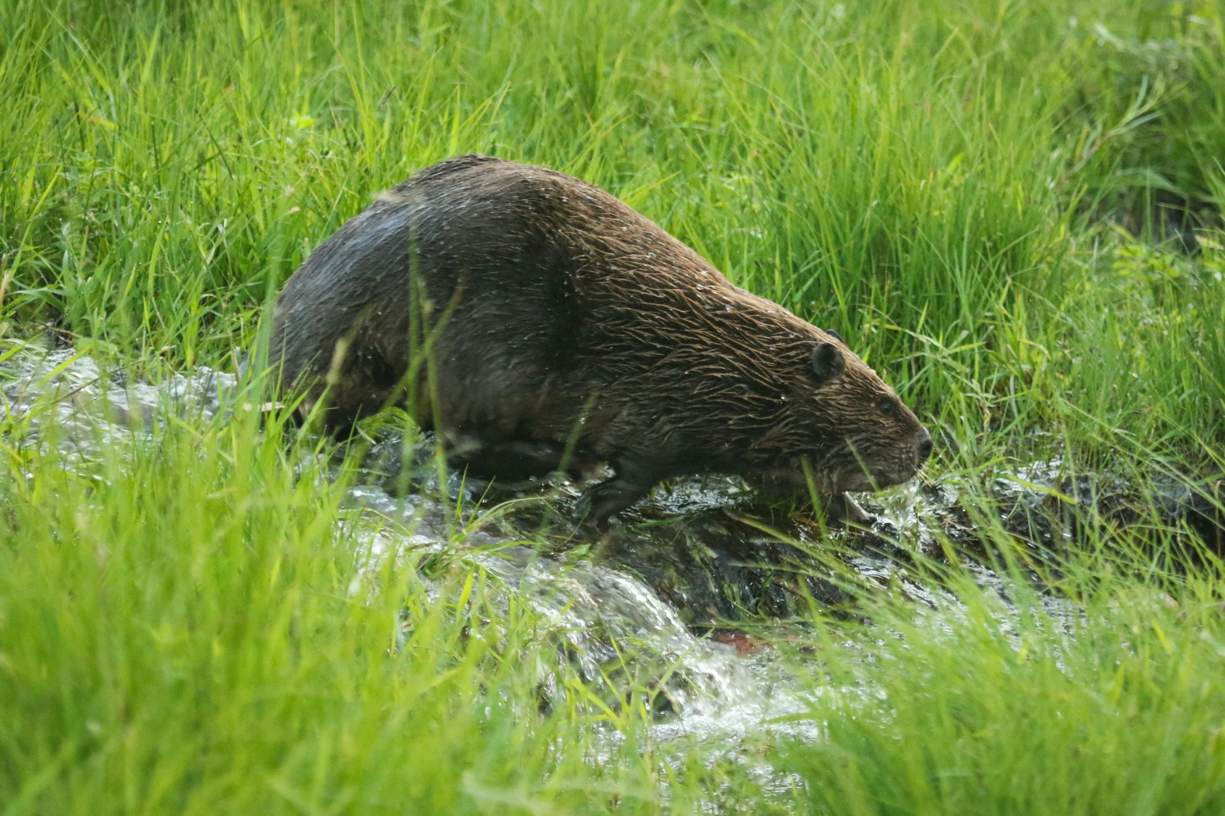 A North American Beaver walks between a pond and the Blackfoot River in western Montana. 