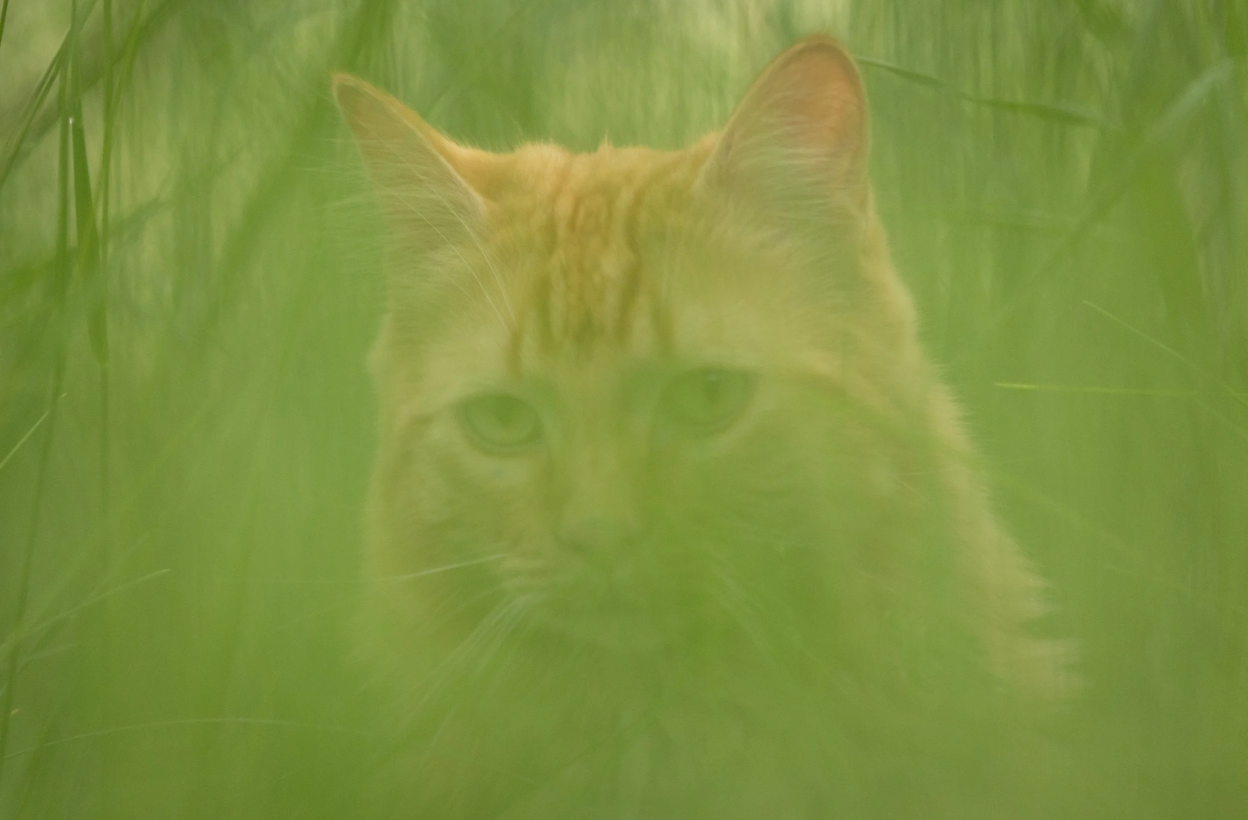 Arthur peers through tall grass in Missoula, Mont.