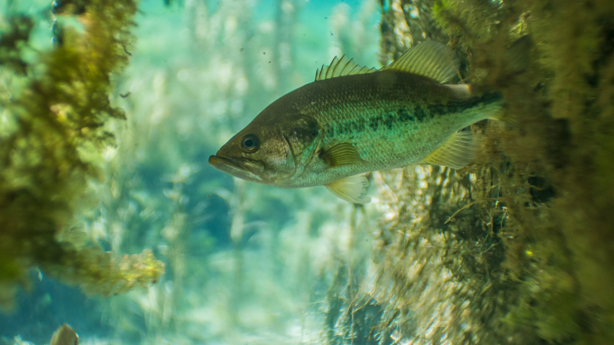 A largemouth bass swims in the Nimrod Warm Springs, a popular swimming destination located 35 miles east of Missoula, Mont.