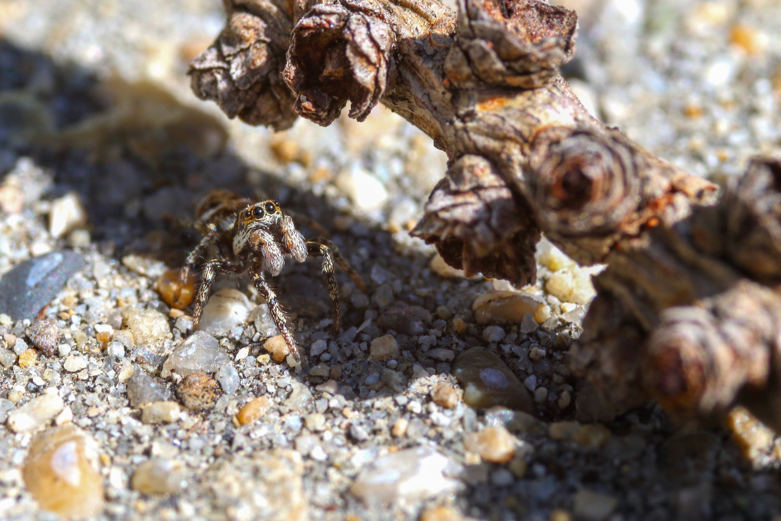 A jumping spider peeks out from under a stick.