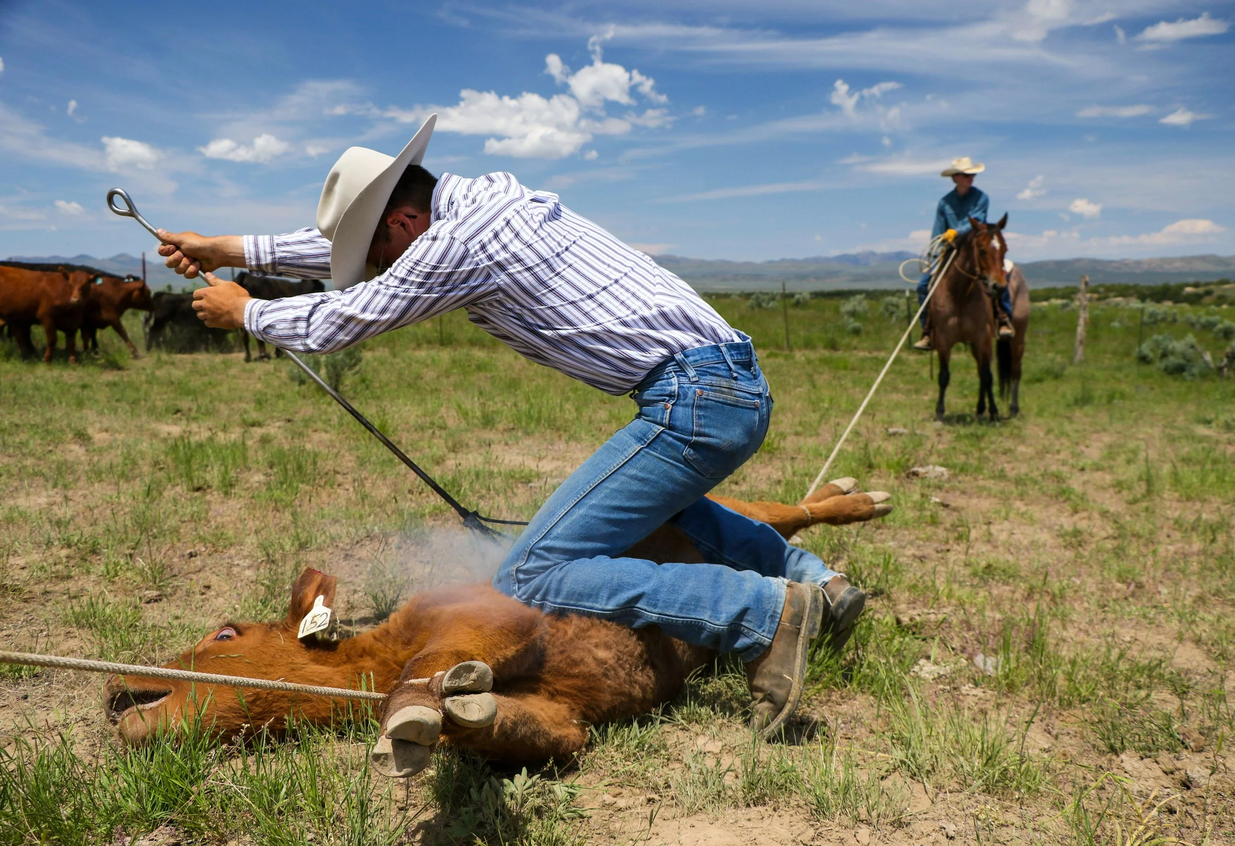 Brothers Matt and Anthony (on horseback) Barnes brand cattle on their family ranch in Jiggs, Nev. They are sixth-generation Nevada ranchers.