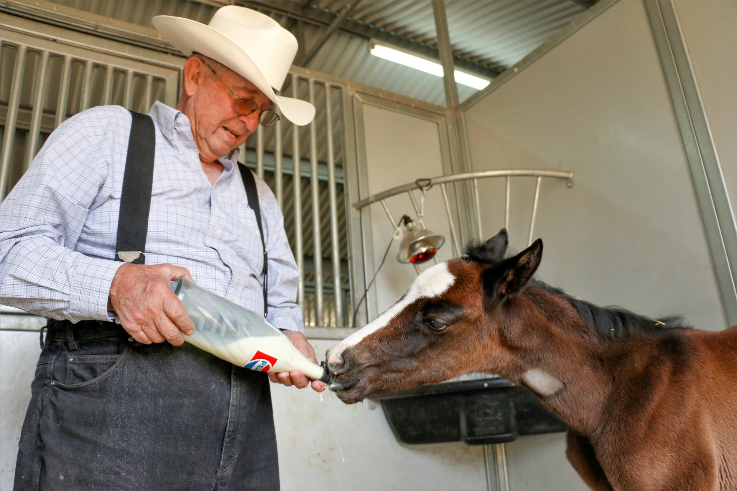 Karl Baker of Frost Quarter Horses bottle-feeds orphaned foal Lola at Baker Ranch in Doyle, Calif.