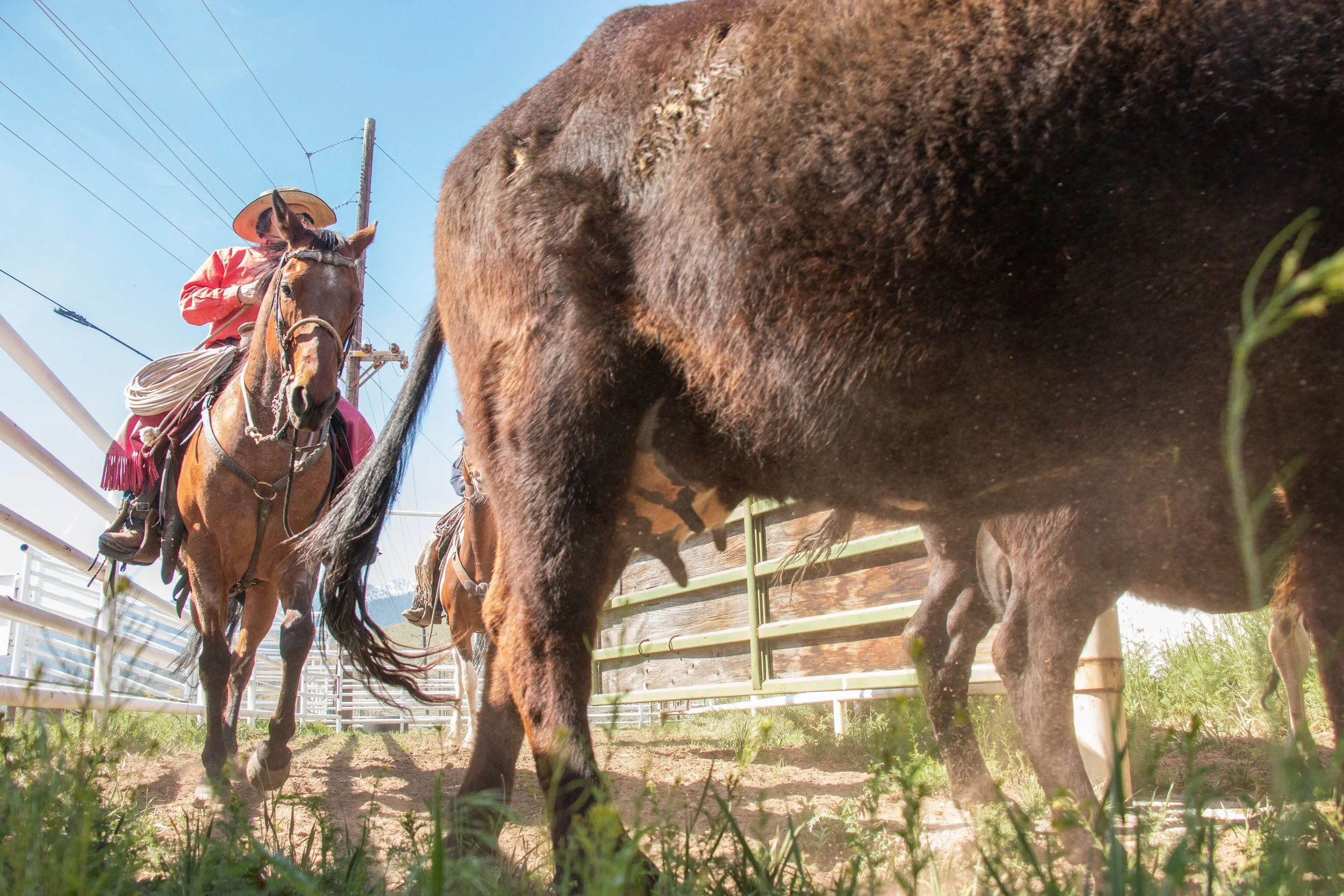 Cowboys drive cattle into a chute on branding day at Baker Ranch in Doyle, Calif.