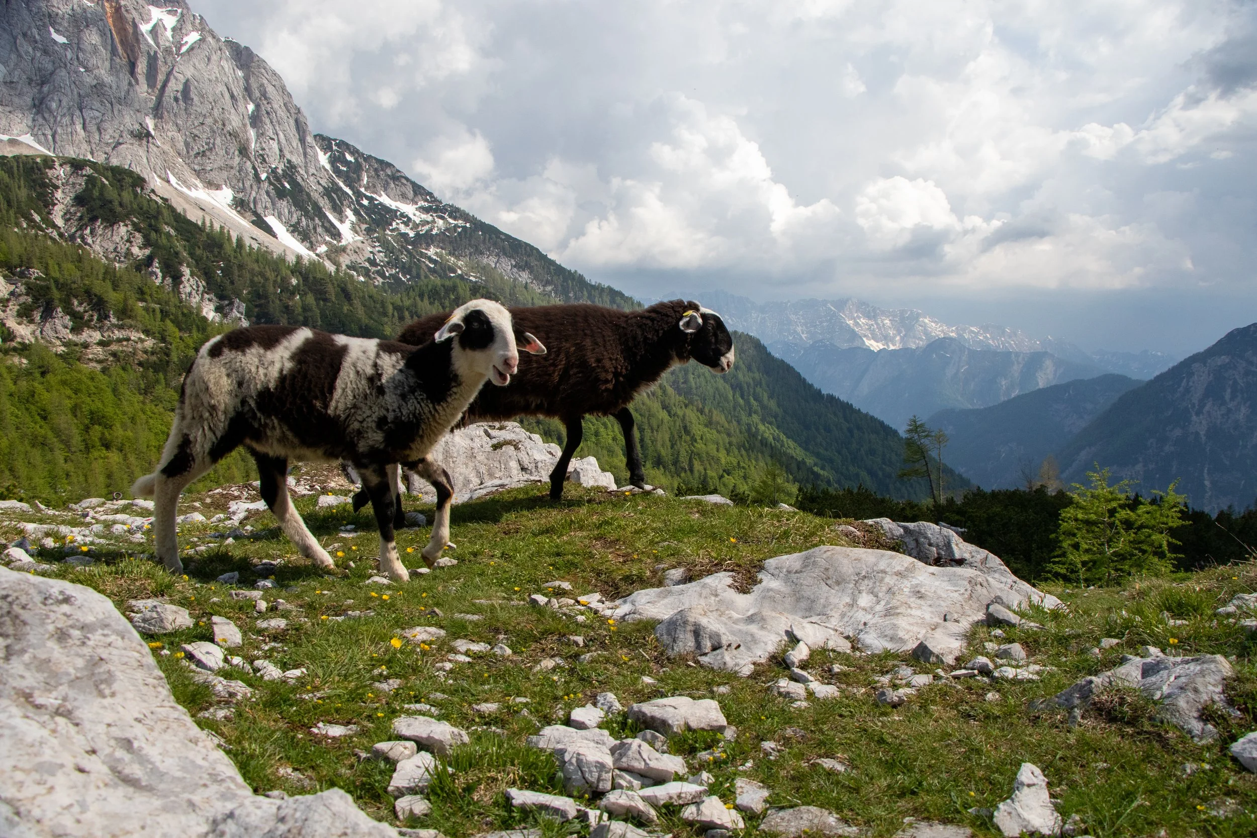 Sheep graze atop Vršič Pass in the Julian Alps in northwestern Slovenia. 