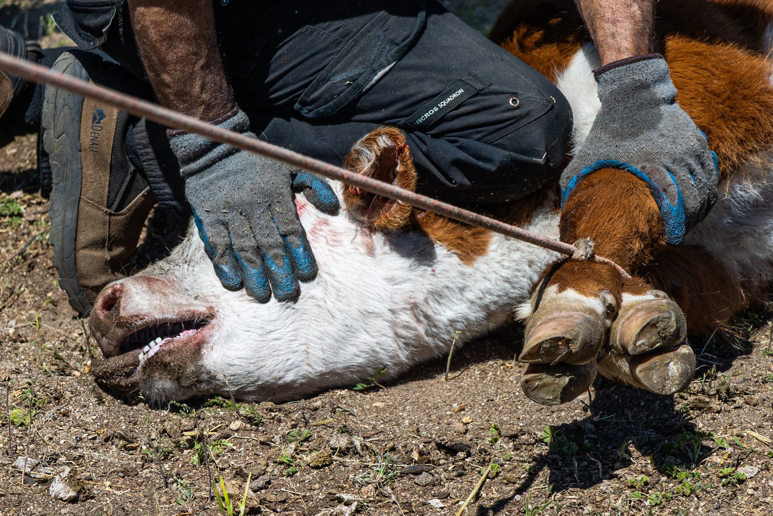 A calf being branded at Baker Ranch in Doyle, Calif.