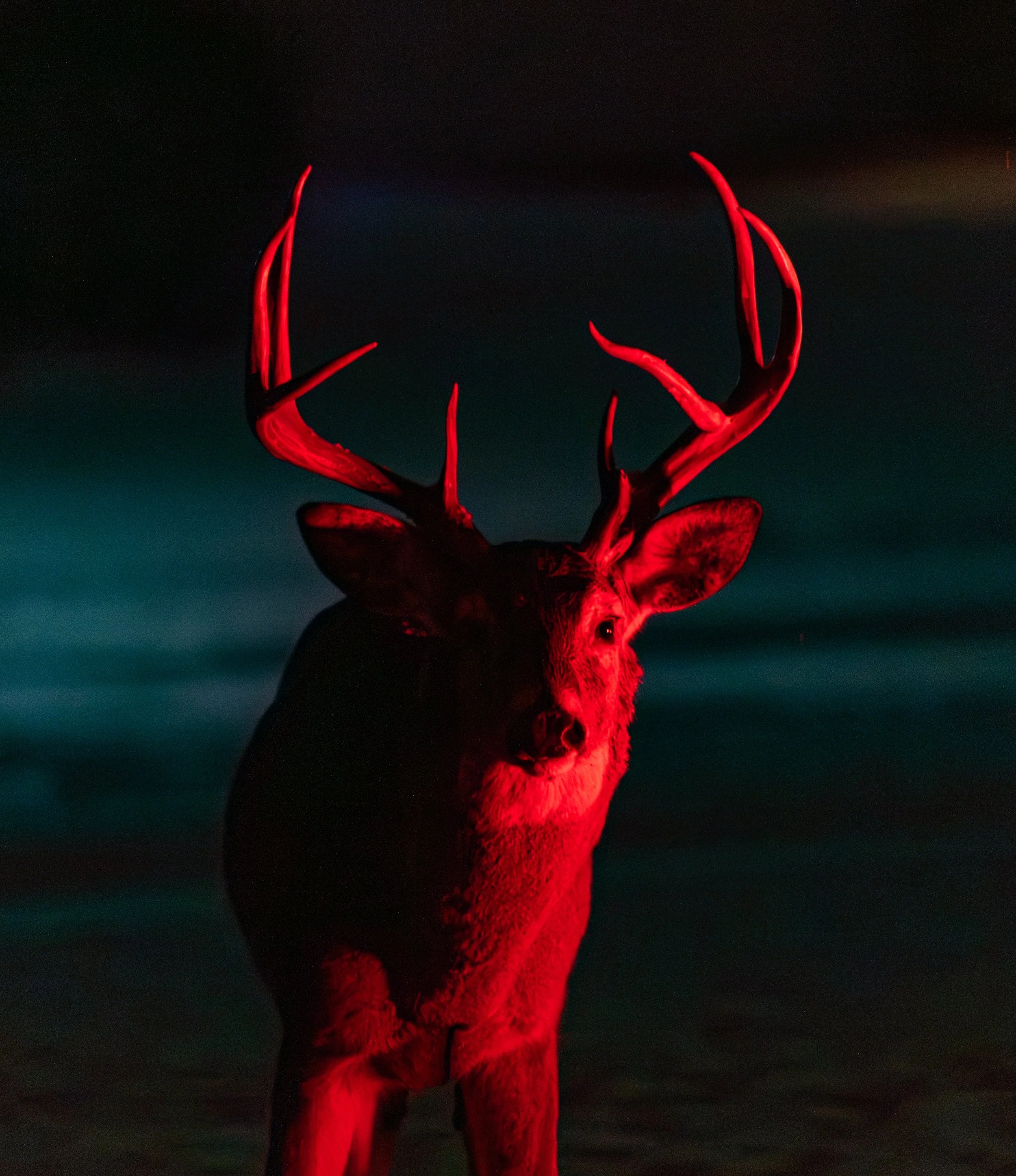 Red Christmas lights illuminate a large buck in a neighborhood in Missoula, Mont.