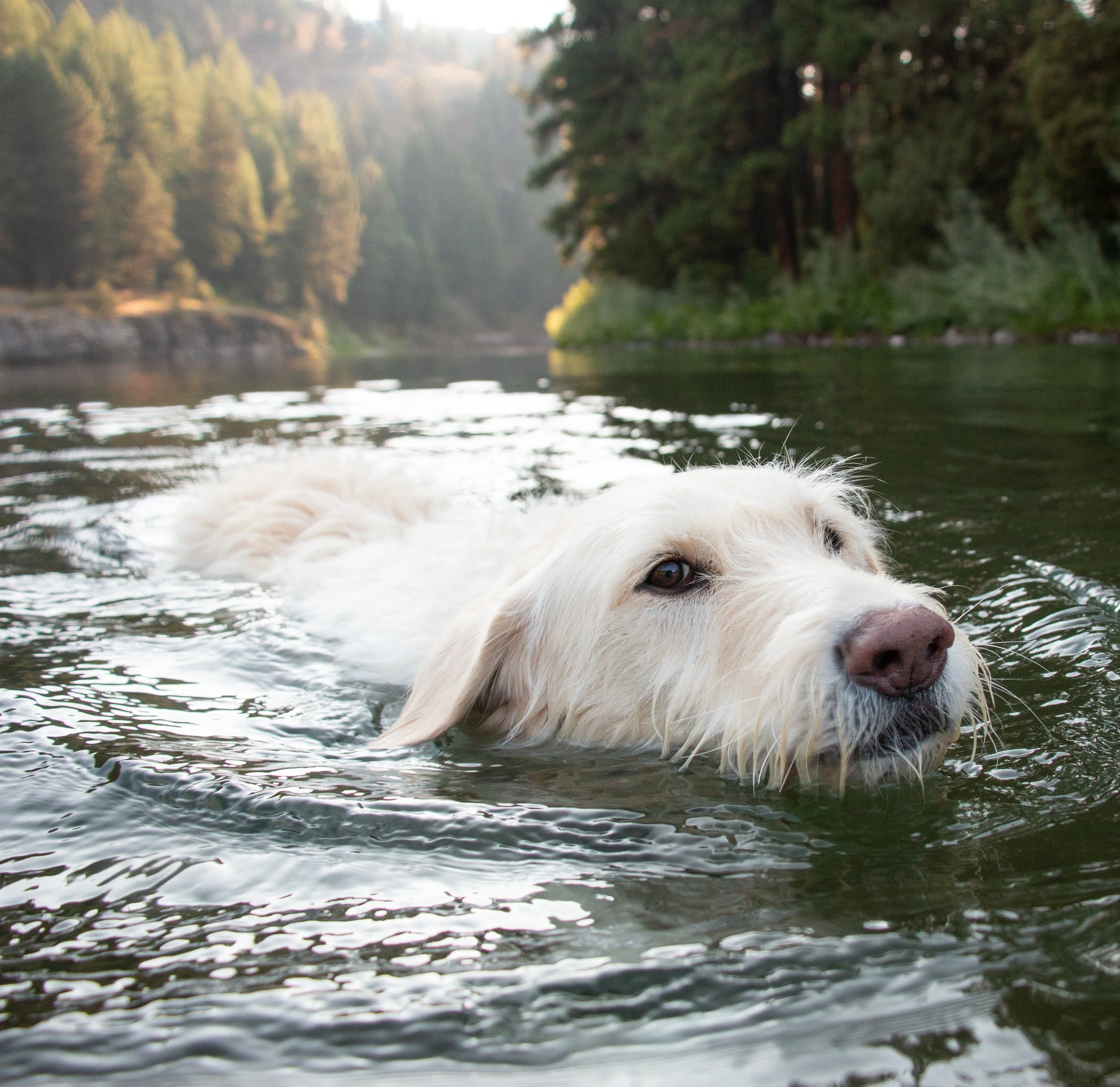 Finnlee swims upstream in the Blackfoot River in western Montana. 