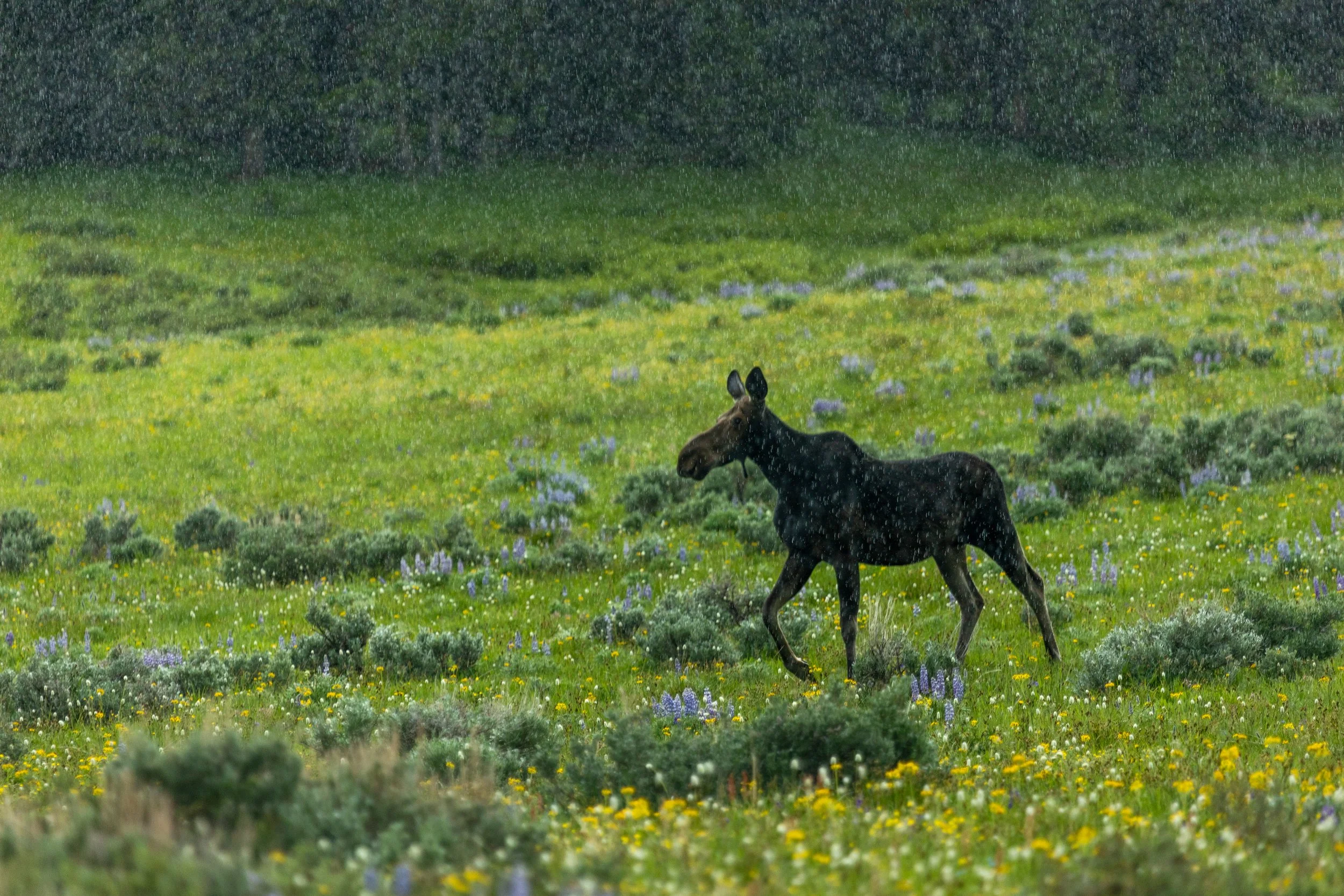 A moose walks through the rain in Wyoming's Bighorn Mountains. 