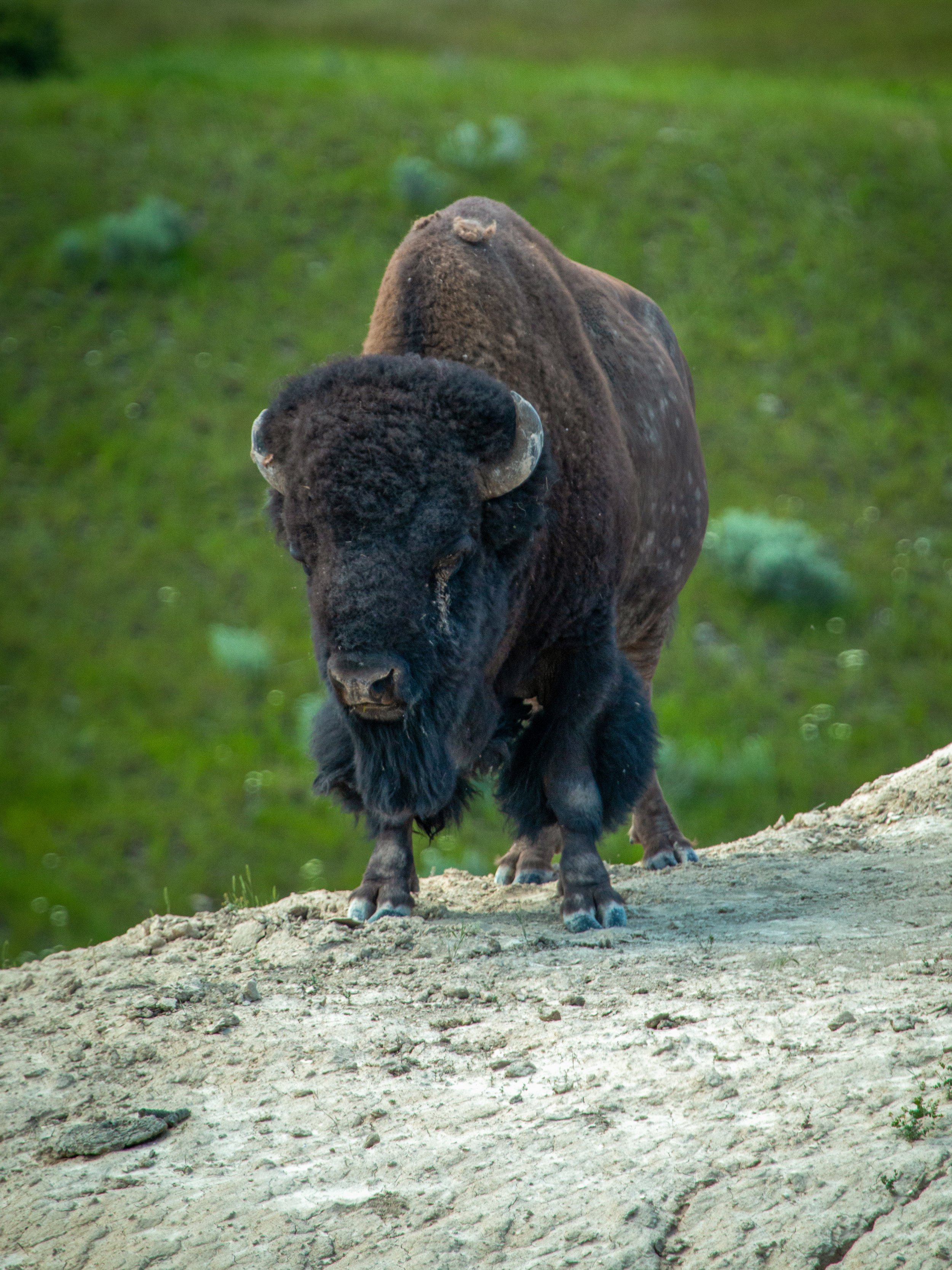 A bison stands on a ridge in the Confederated Salish and Kootenai Tribes Bison Range near Charlo, Mont.