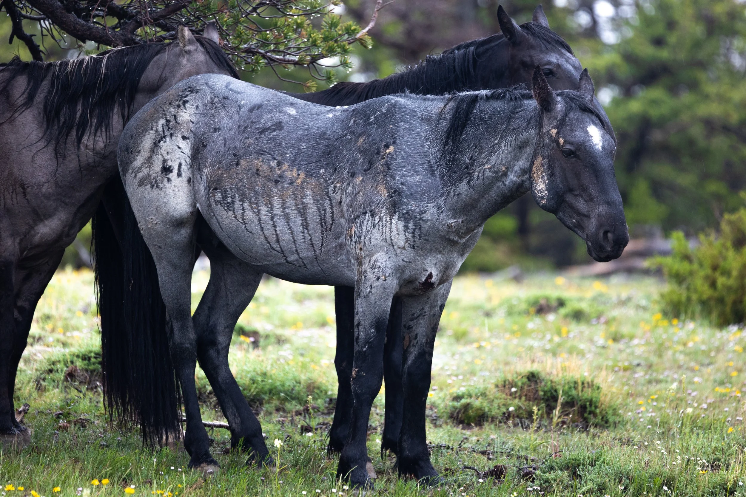 A group of mustangs wait out a rainstorm under a tree in Montana's Pryor Mountains Wild Horse Range.