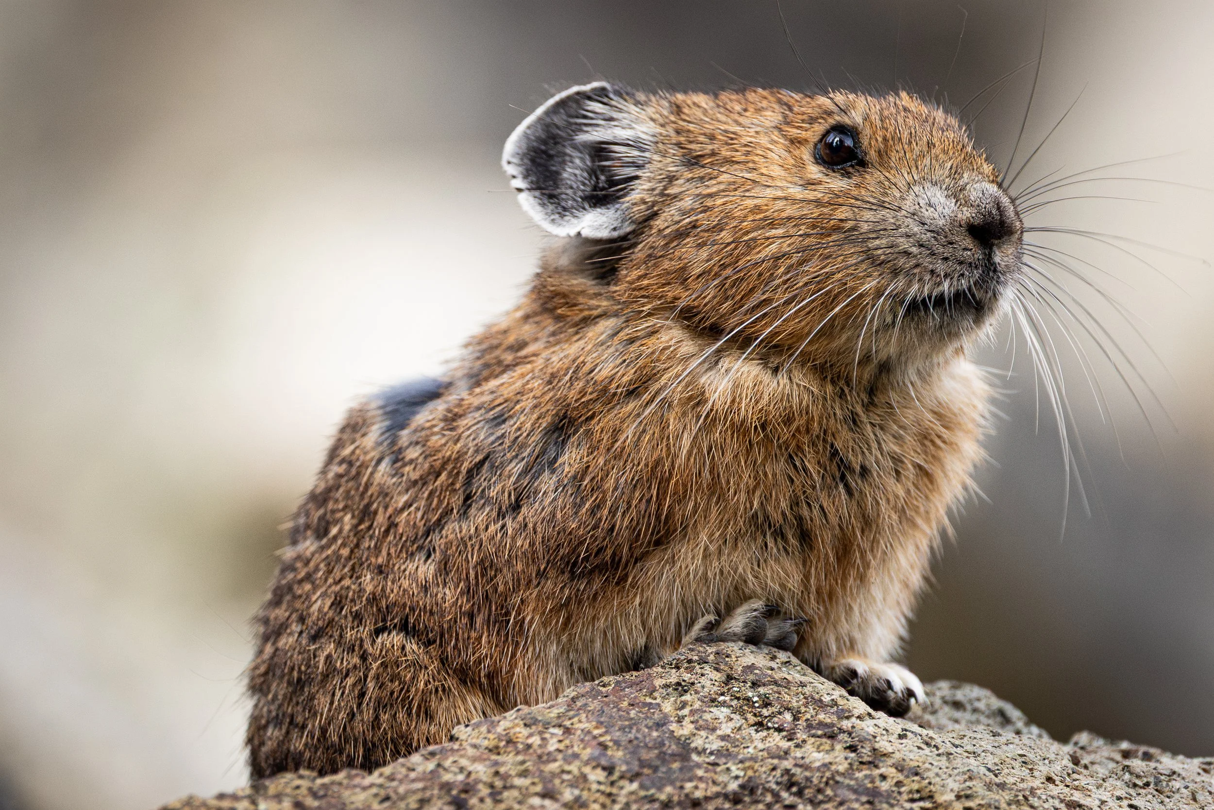 An American Pika in the Mt. Baker-Snoqualmie National Forest.