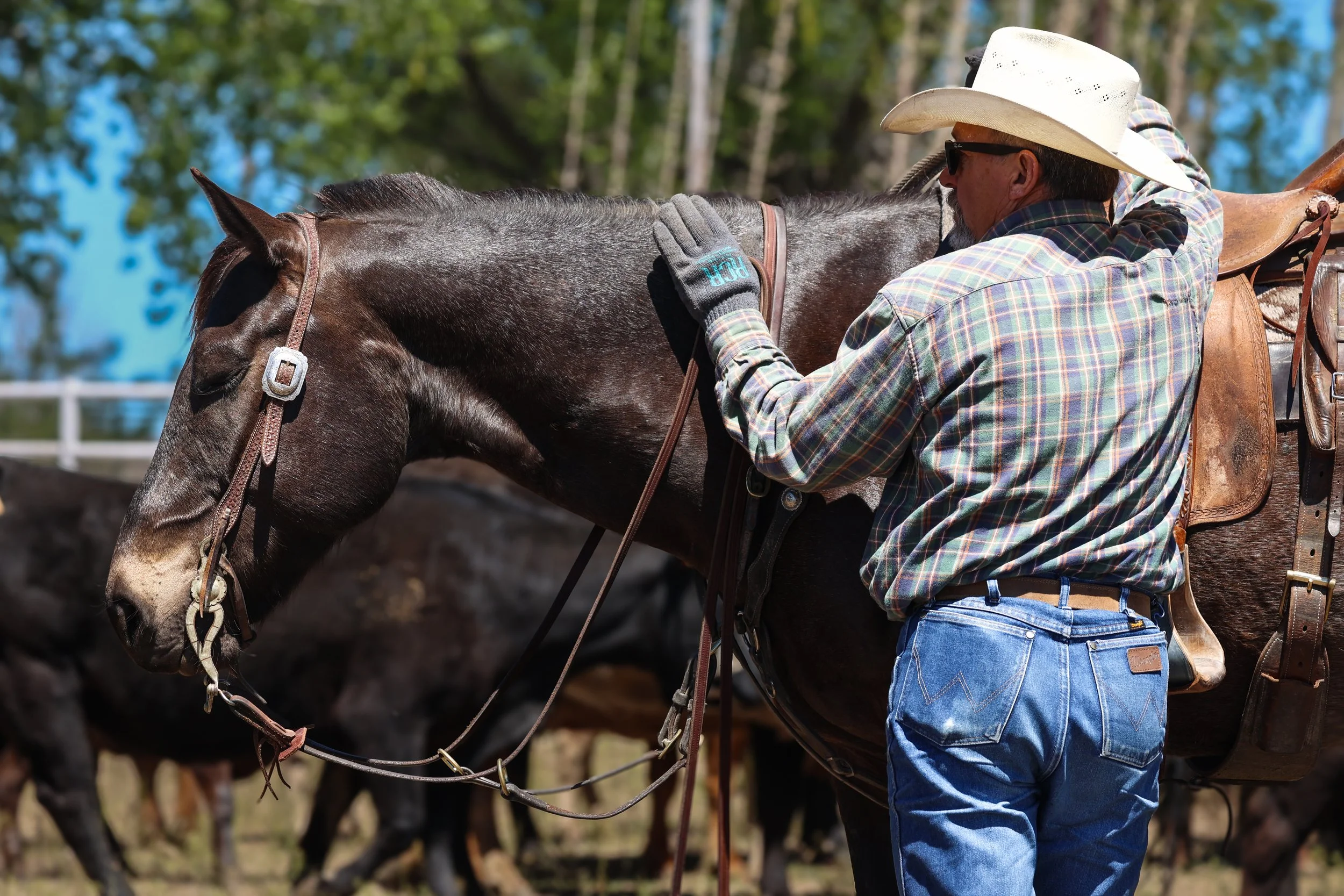 A cowboy and his horse take a rest while branding at Baker Ranch in Doyle, Calif.
