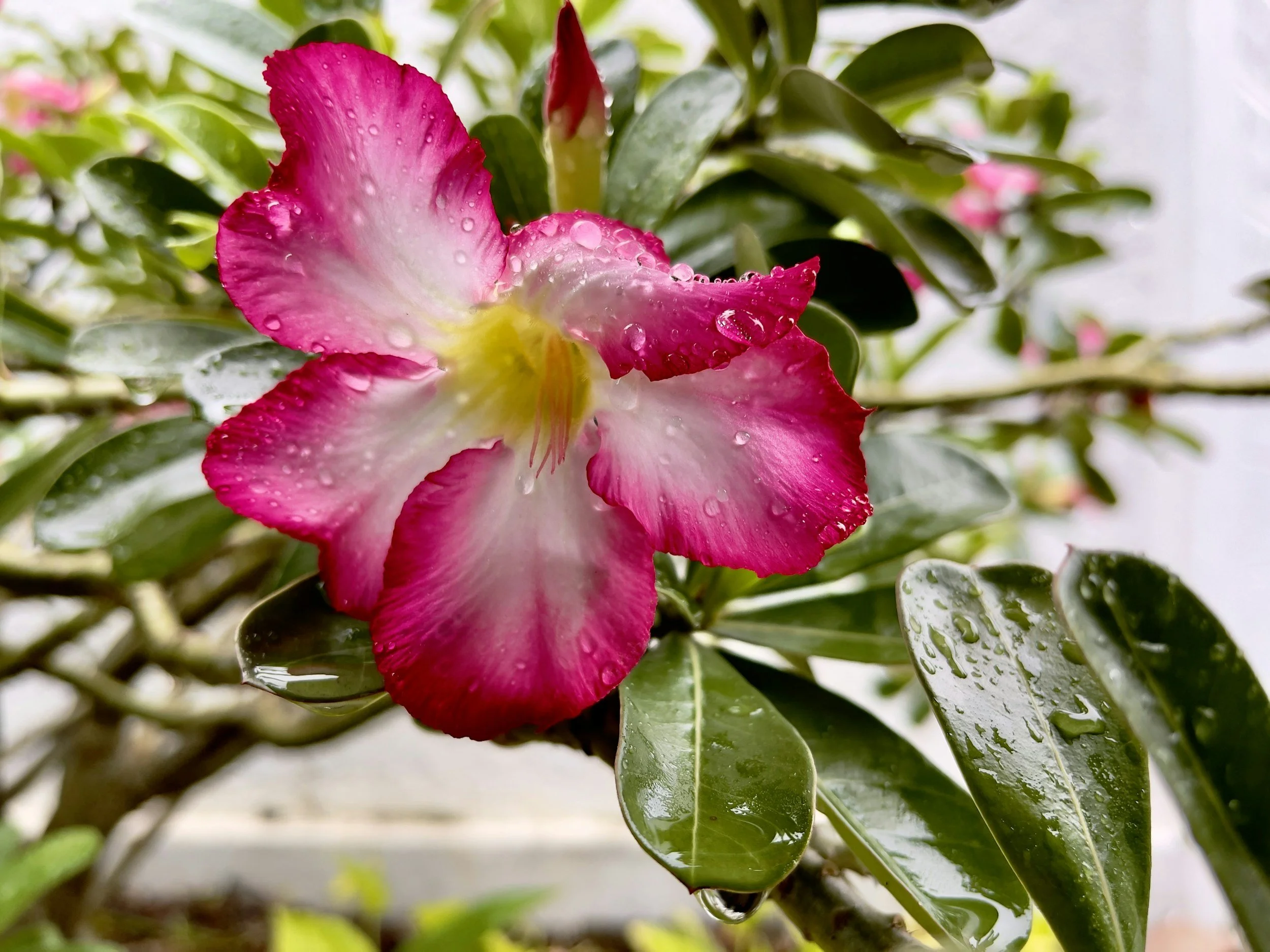 A pink and white desert rose flower with water droplets on its petals, surrounded by dark green leaves.