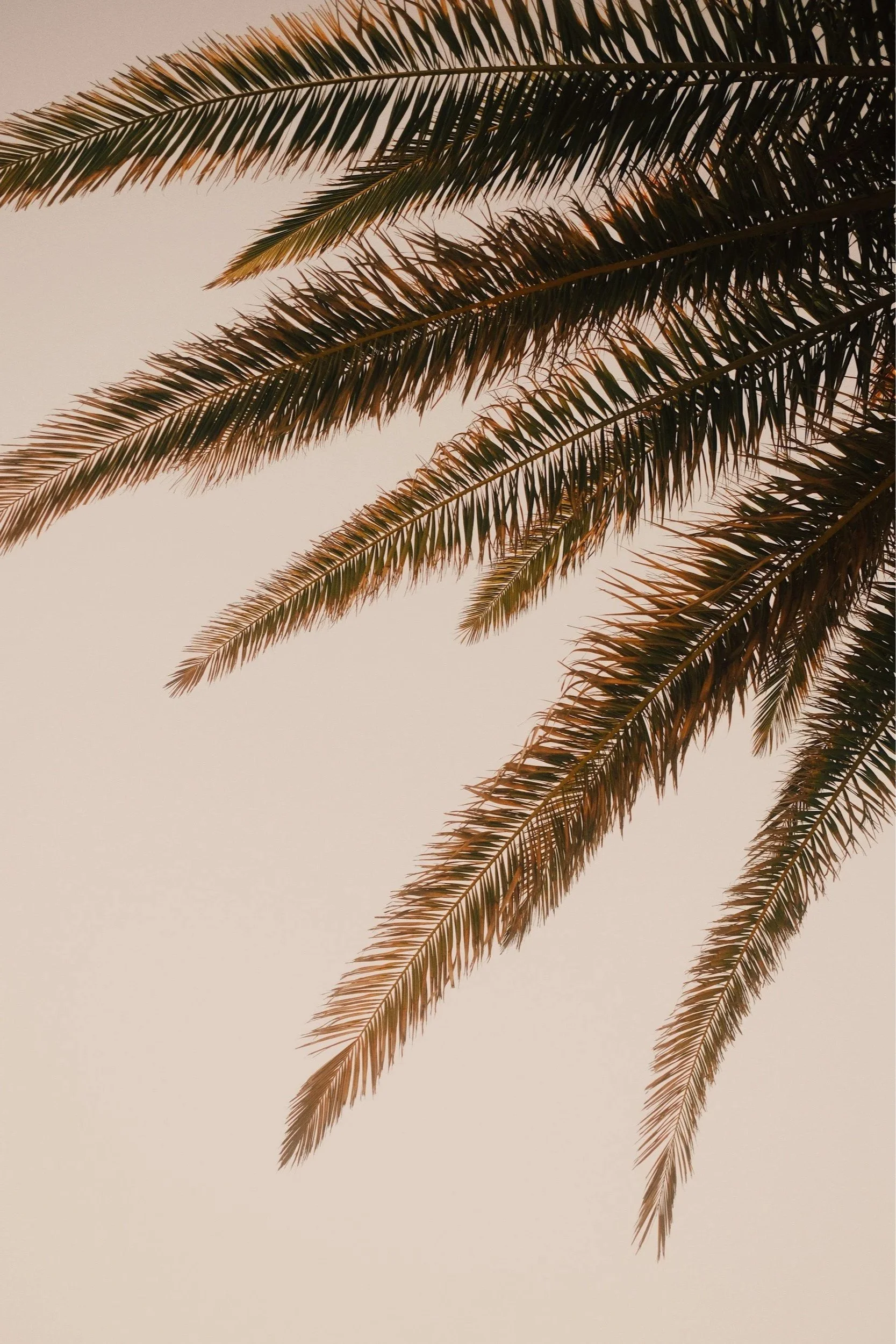 Close-up of palm tree fronds against a clear sky at sunset.