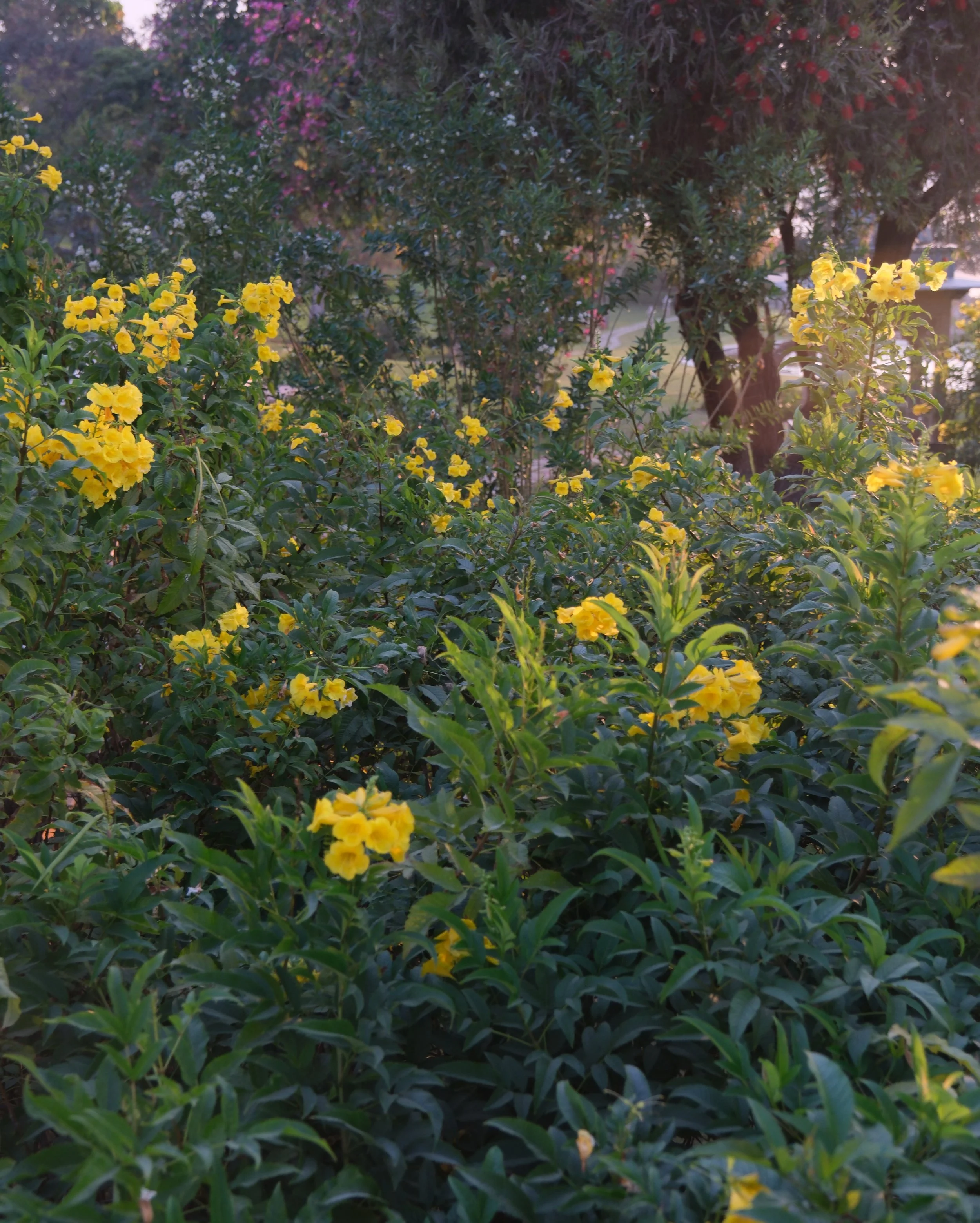 Mindfulness : Spring