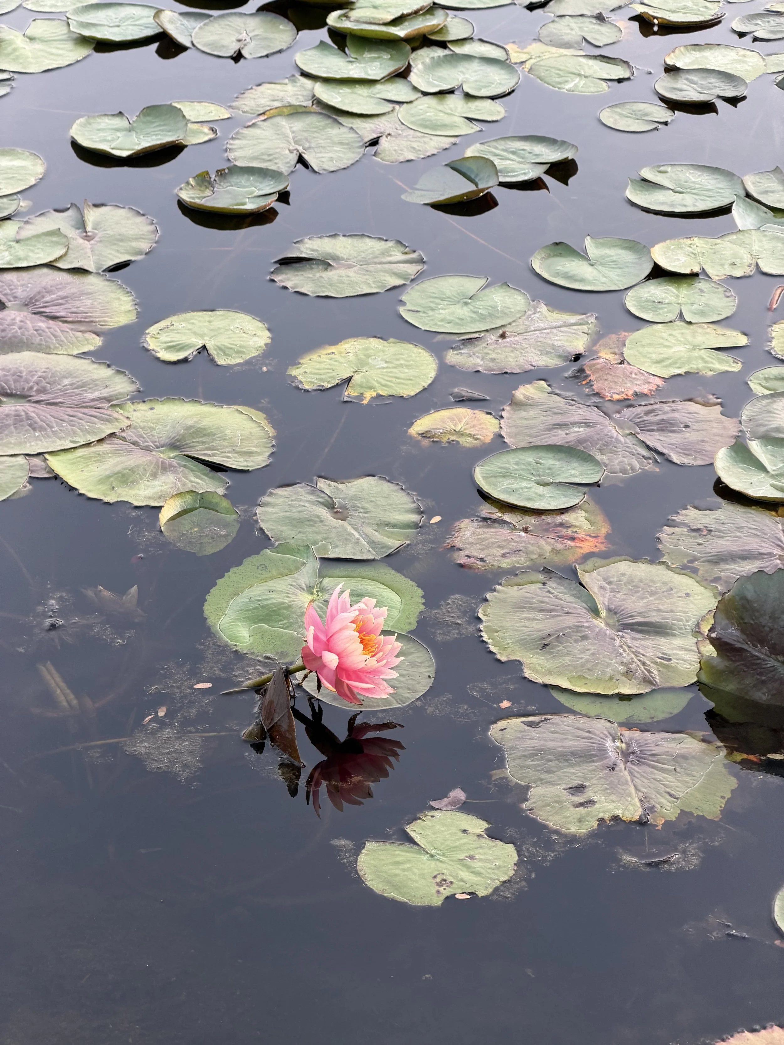 Anxiety Therapy in California: How Mindfulness and CBT Can Help You Feel More in Control
