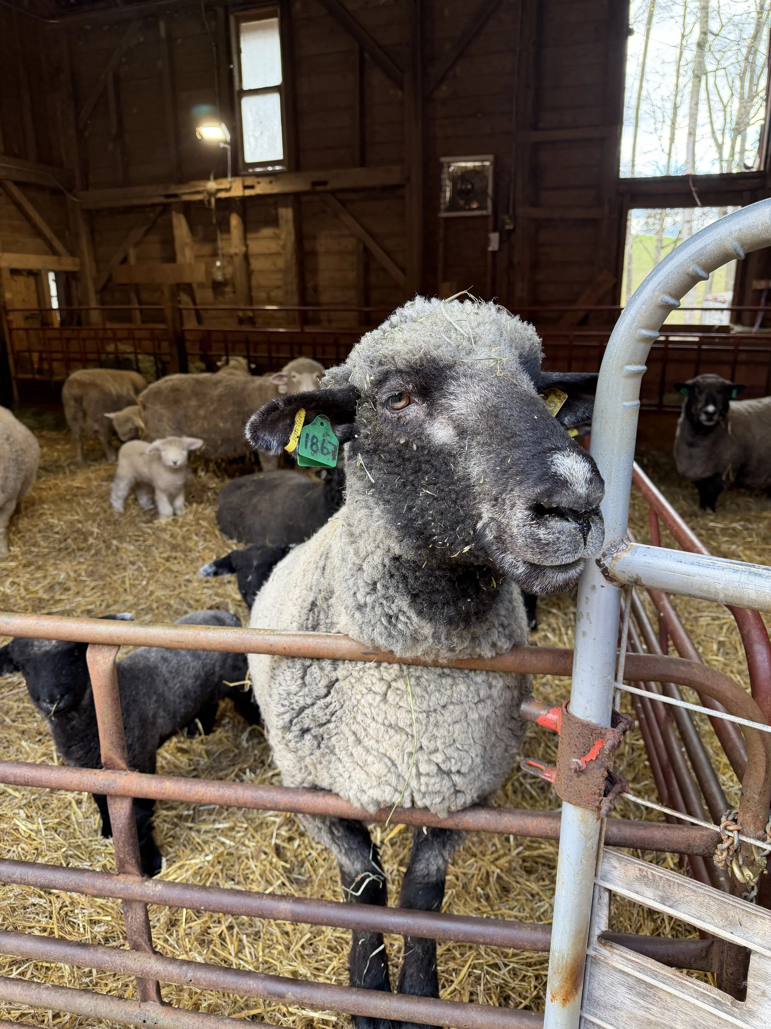 Guide to Yarn, Farms and Shopping Local Update NY