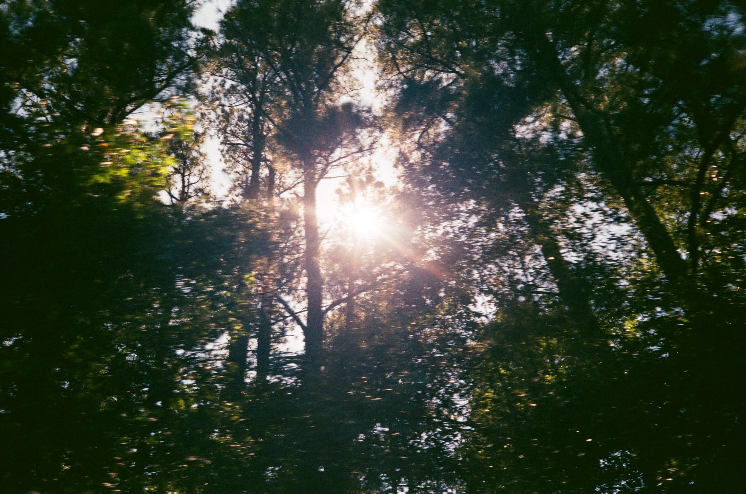 Sol brillando a través de las ramas de árboles en un bosque.