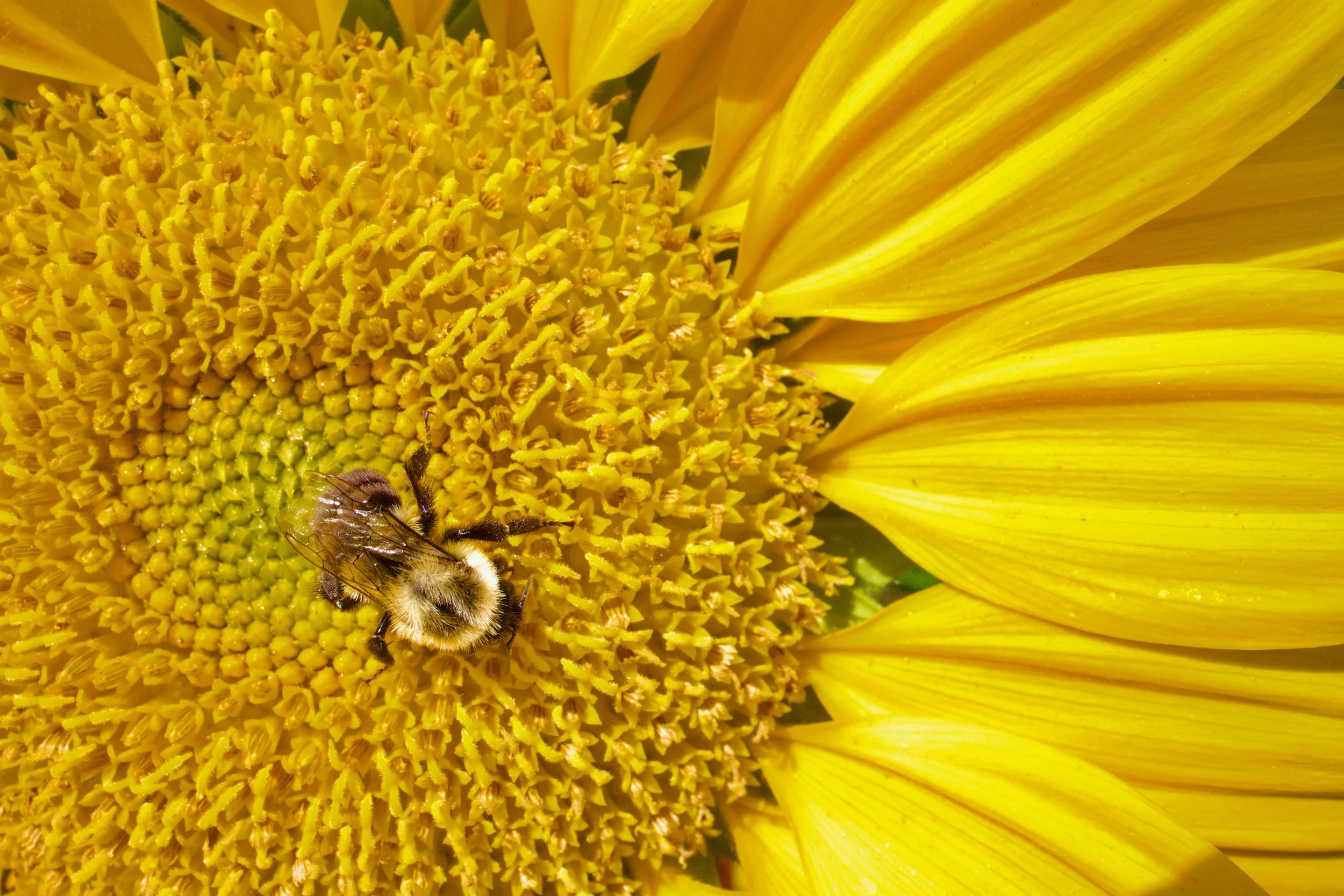 Bee on Sunflower