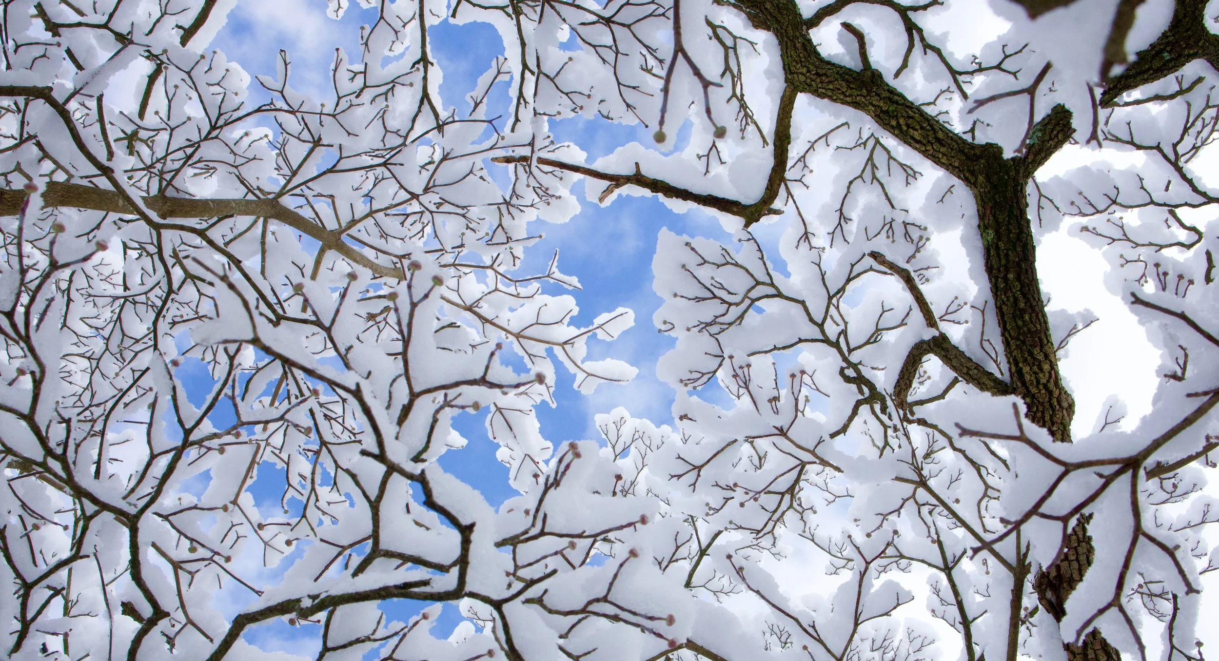 Snow Covered Tree Branches