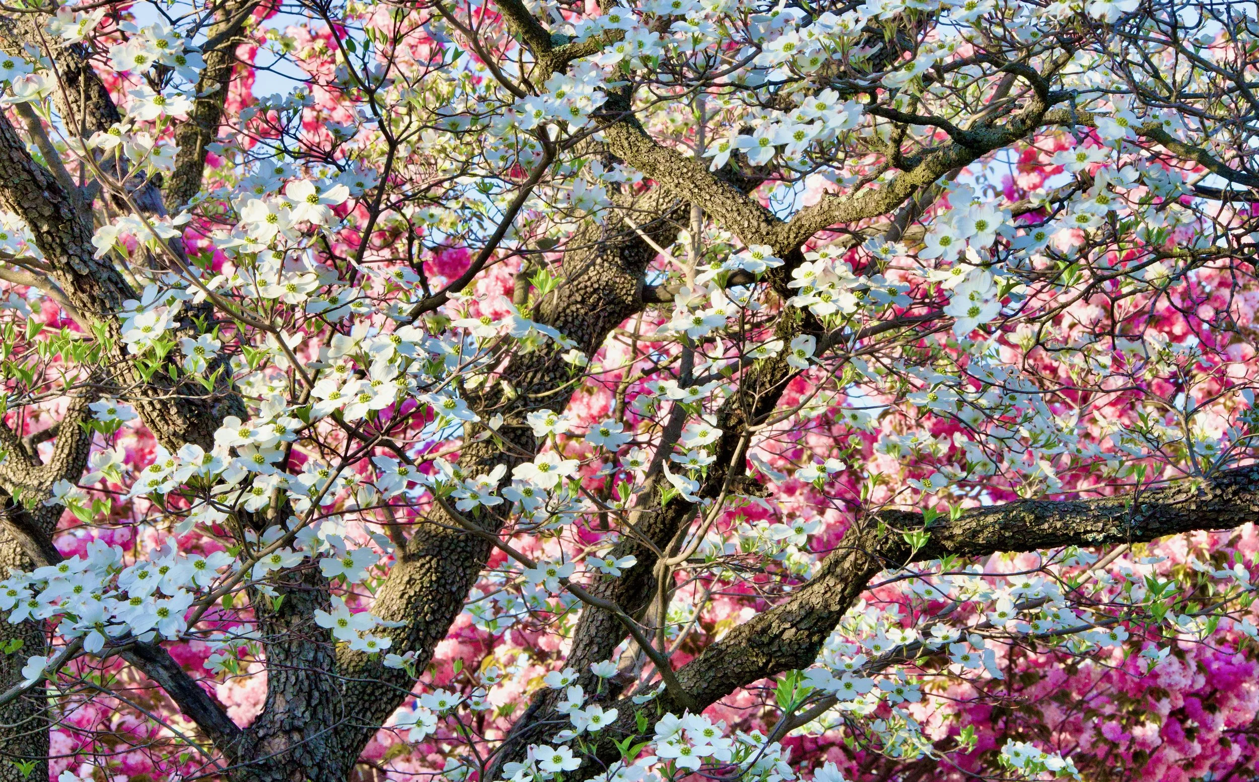 Commission Photography (Nature)