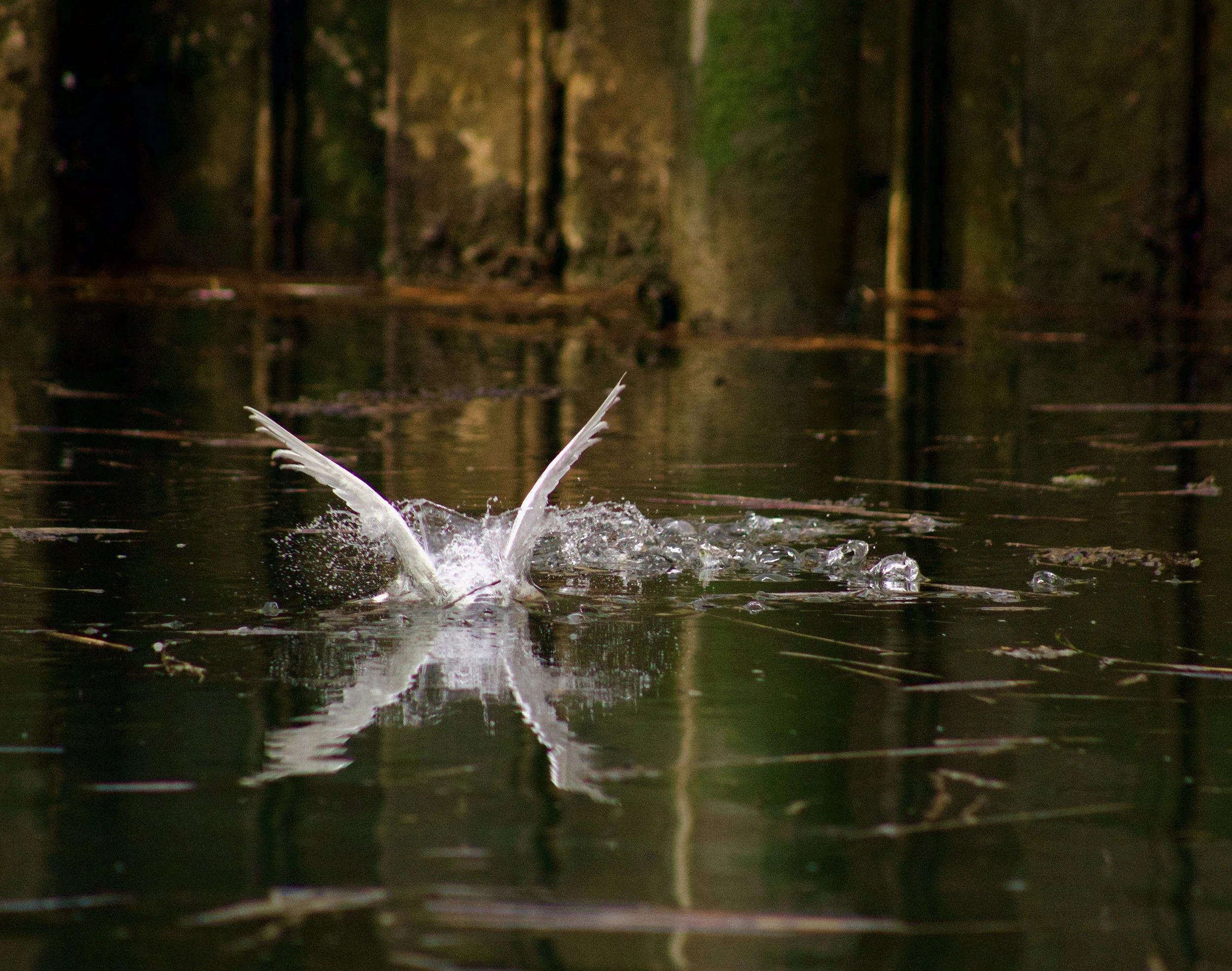 Waterfowl on Still Bay in Stone Harbor, NJ