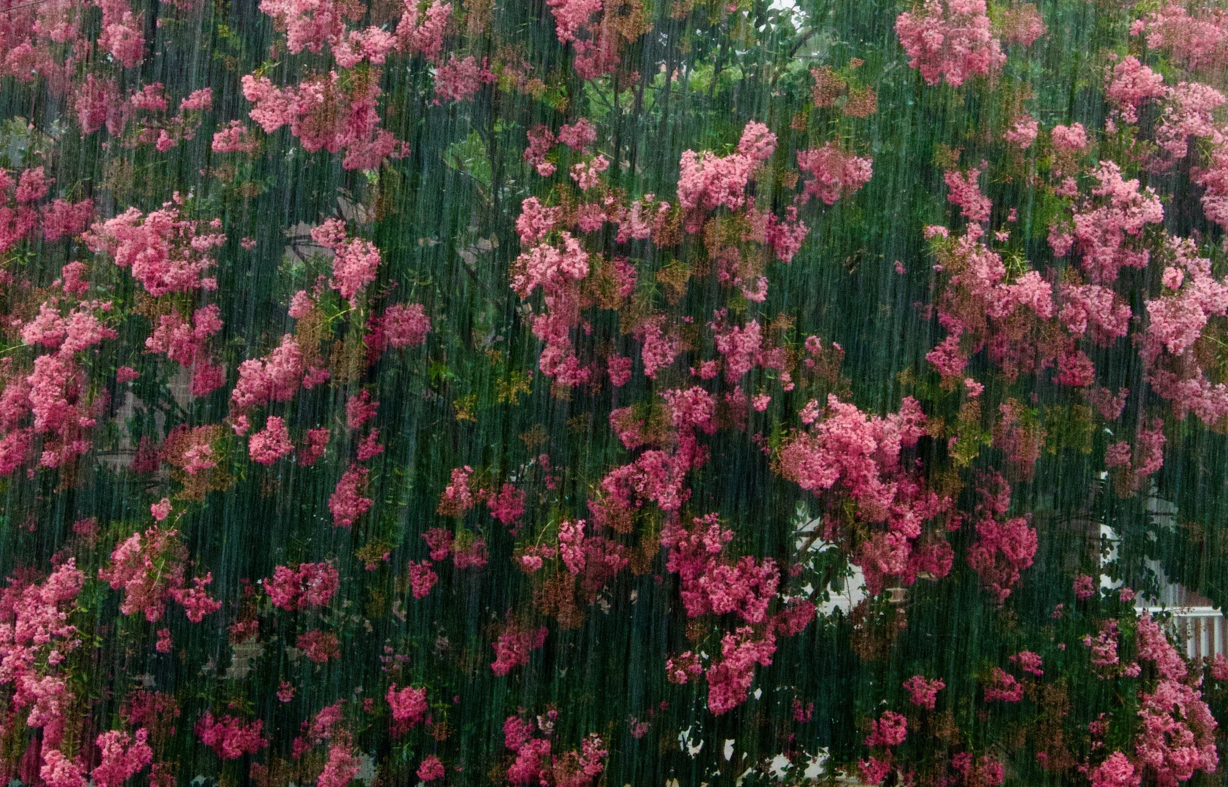 Hydrangeas in Rain