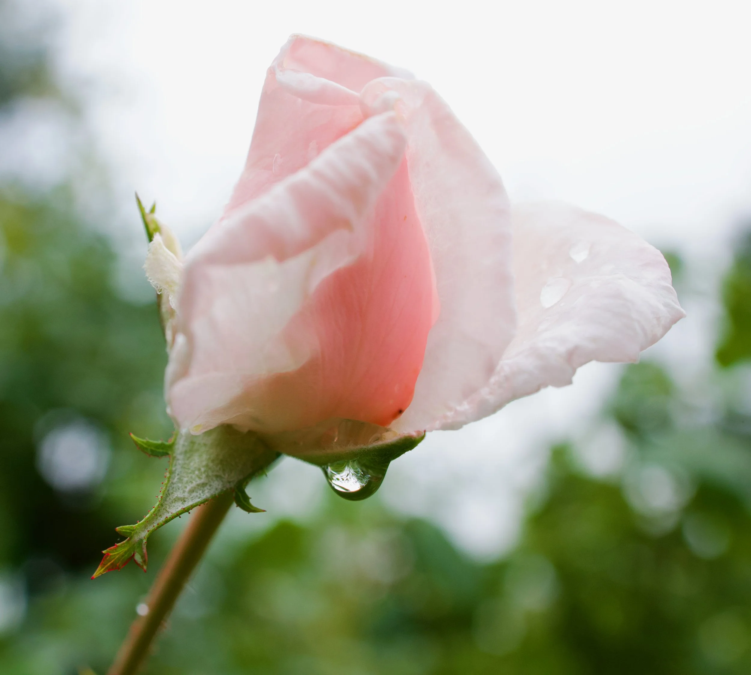 Pale Pink Flower with Dew