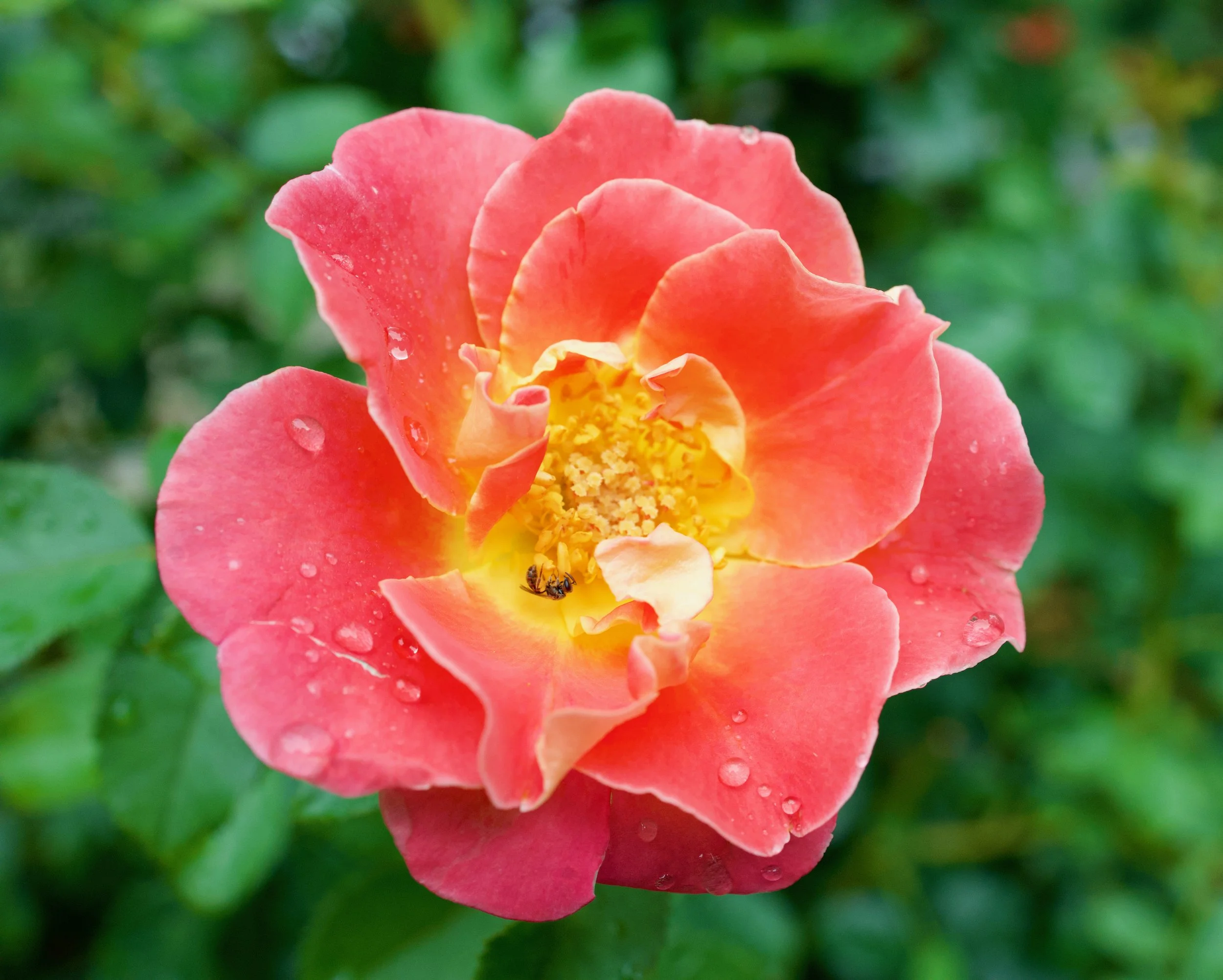 Pink and Yellow Flower with Dew