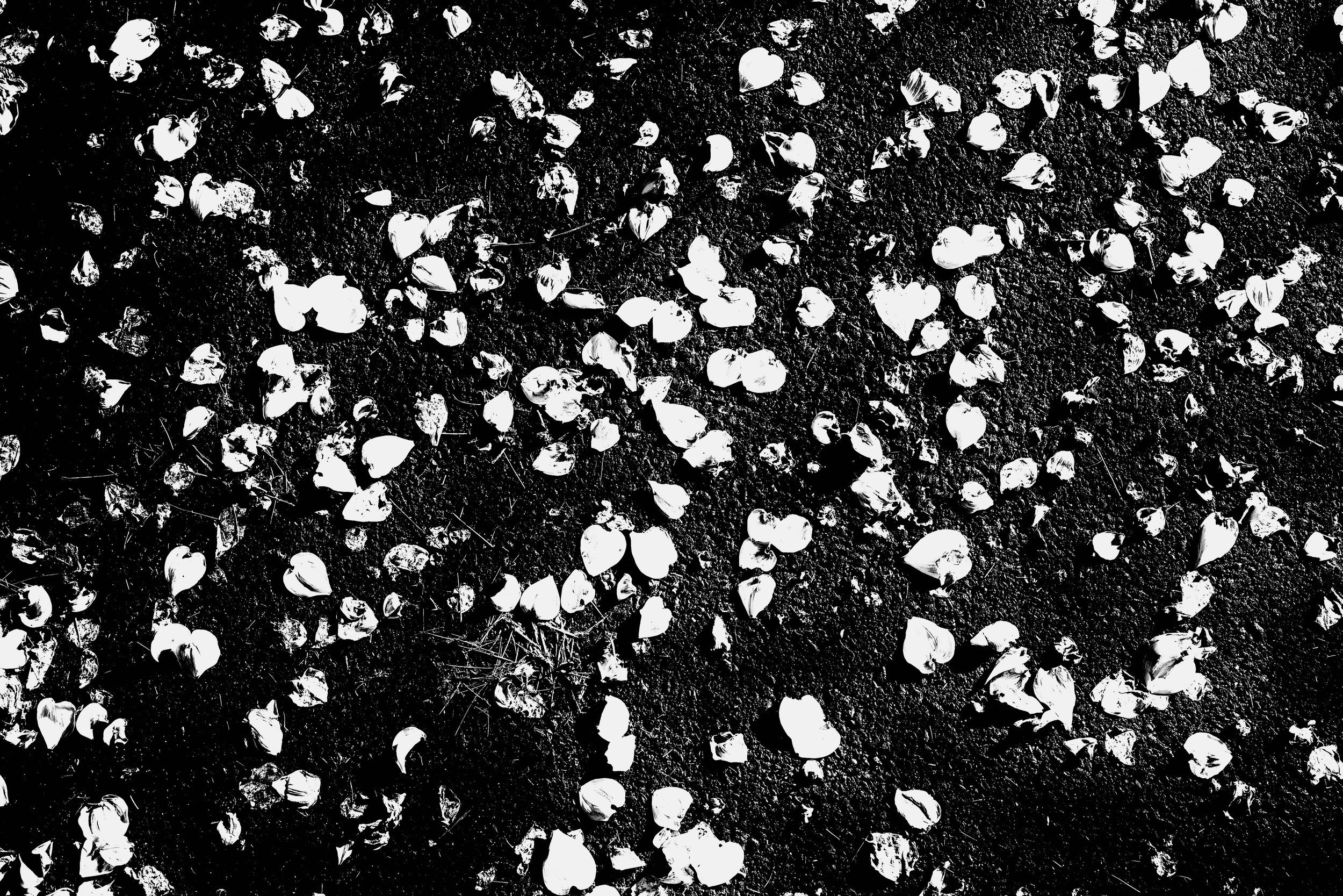Petals on Pavement