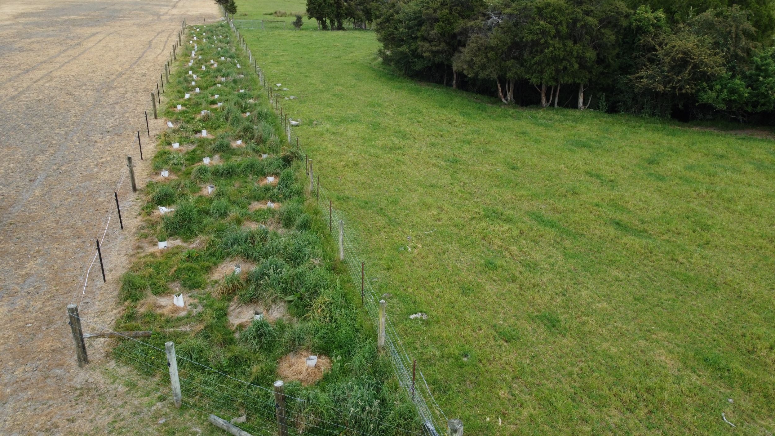 Farm Planting with Enviroguards in Hurunui