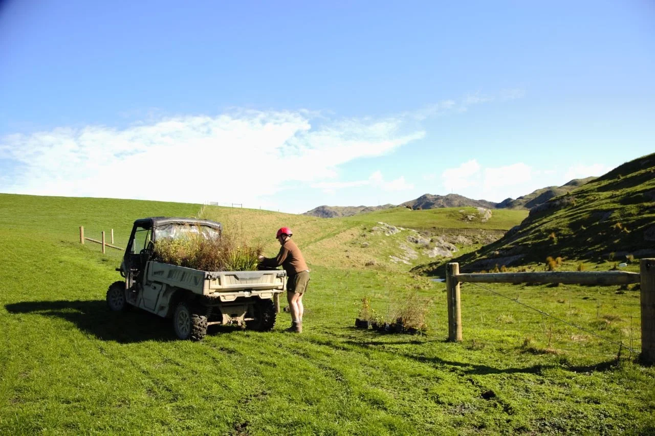 Person in a brown jacket, shorts, and red hat loading plants into a small utility vehicle on a lush green hillside with rolling hills and a blue sky in the background.