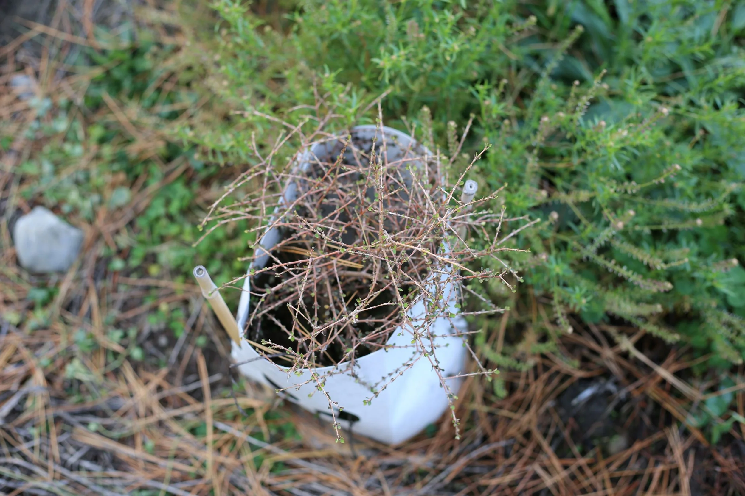How Long Do Biodegradable Plant Guards Last in New Zealand Conditions?