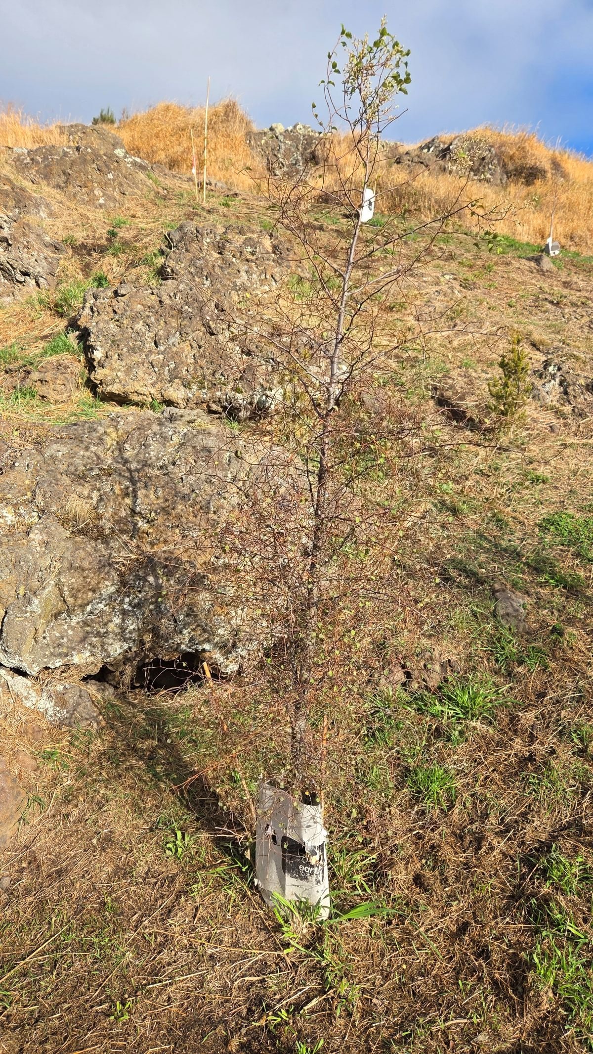 Do Plant Guards Improve Native Plant Survival Rates?
