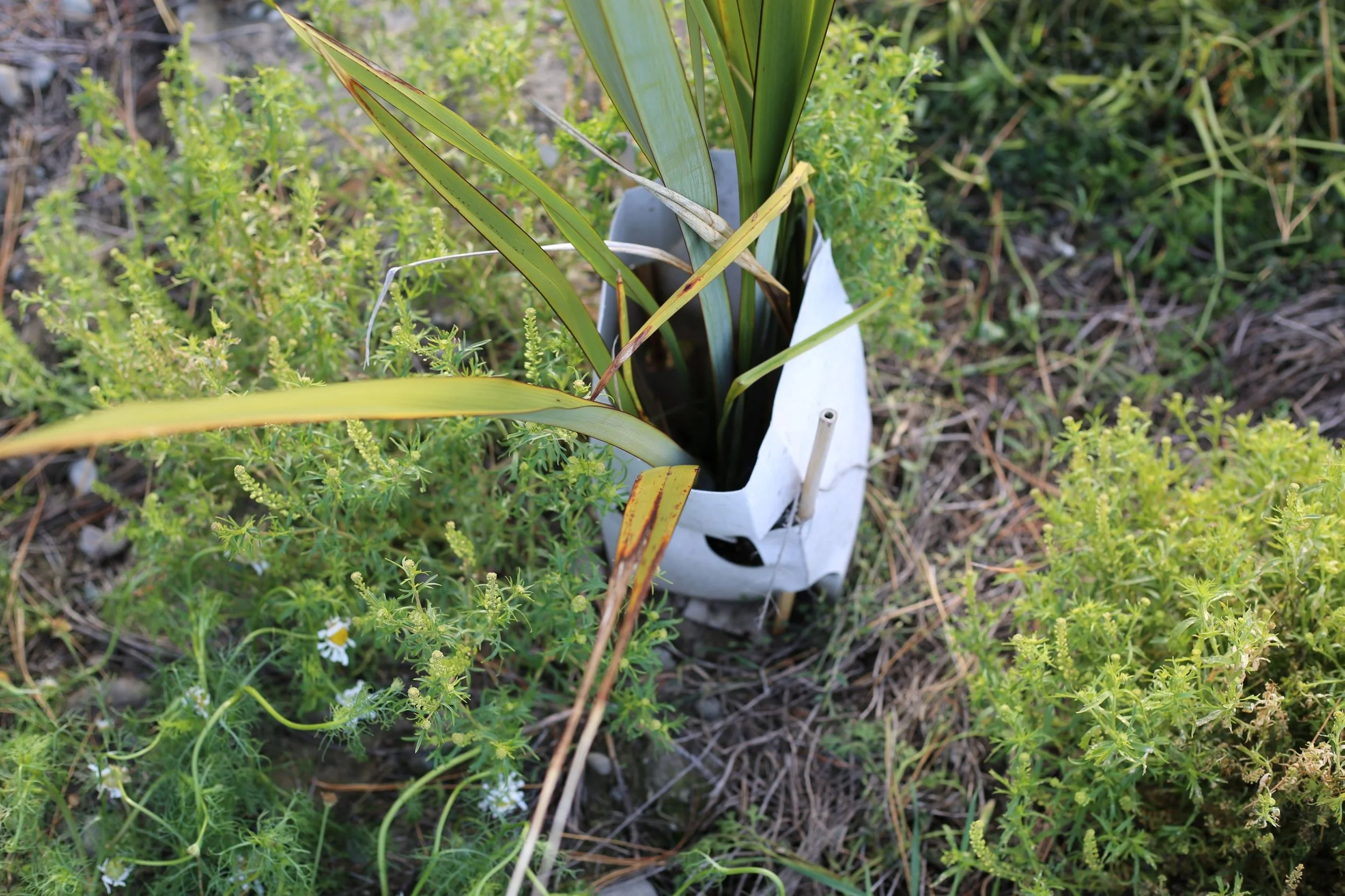 A white cylindrical plant container with a hole on top, holding tall green leaves, surrounded by green grass and small plants.