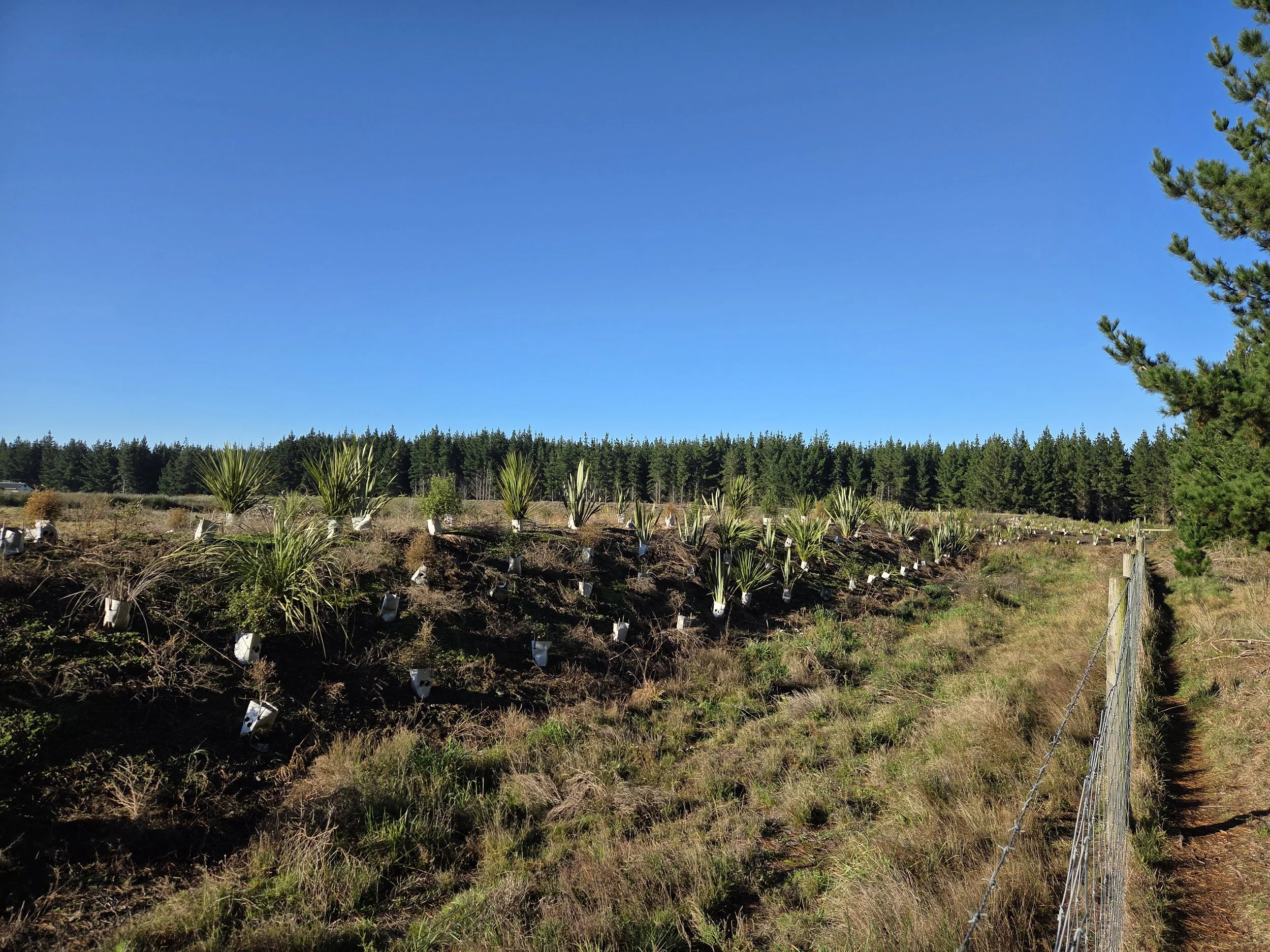 A grassy hillside with young plants in white pots planted in rows, a fence on the right side, and a forest of tall green trees in the background under a clear blue sky.