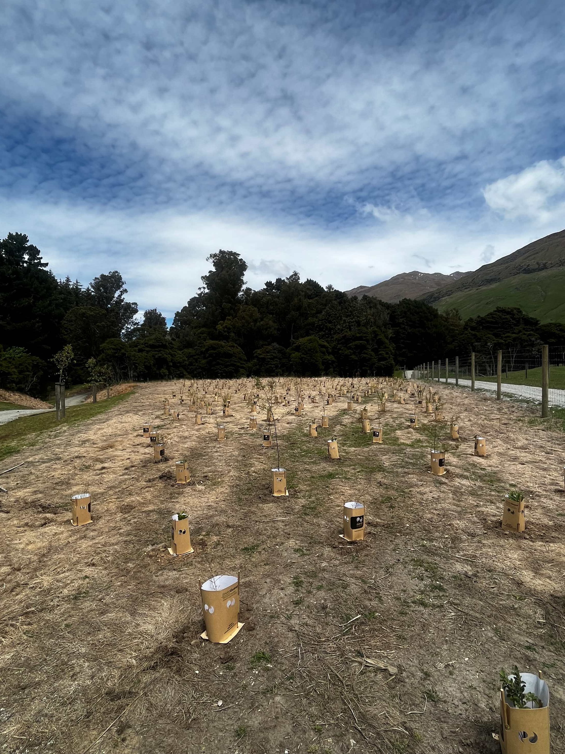 A field with young plants in biodegradable containers, with trees and mountains in the background and a partly cloudy sky overhead.