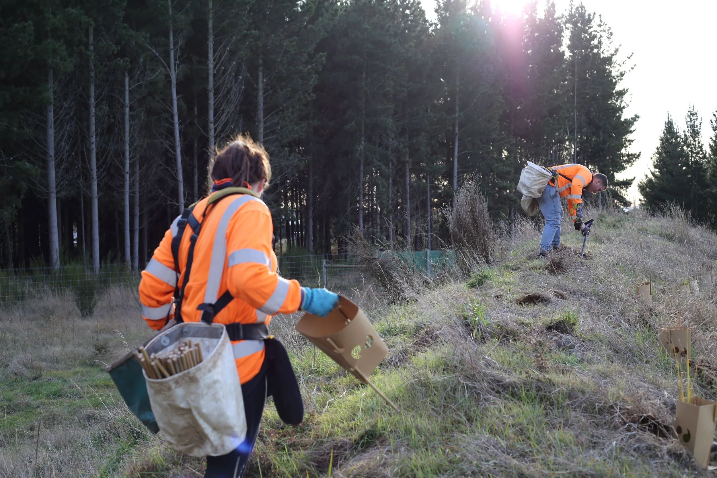 Two workers in orange safety jackets planting trees by digging small holes in a grassy hillside with a forest in the background during daylight.