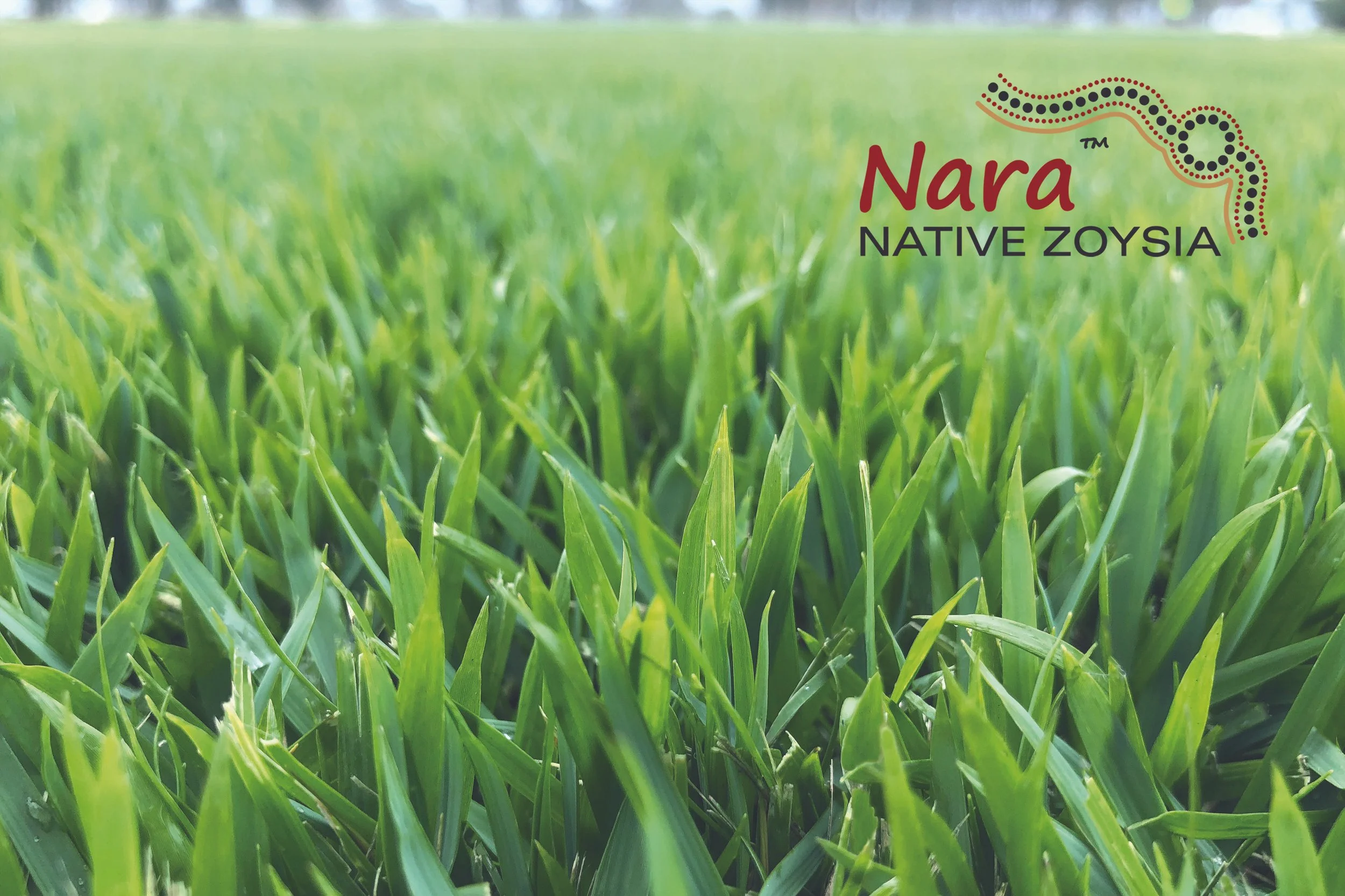 NARA_NATIVE_ZOYSIA_08_with_logo_print.jpg
