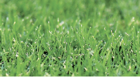 Close-up view of green grass blades in a field.